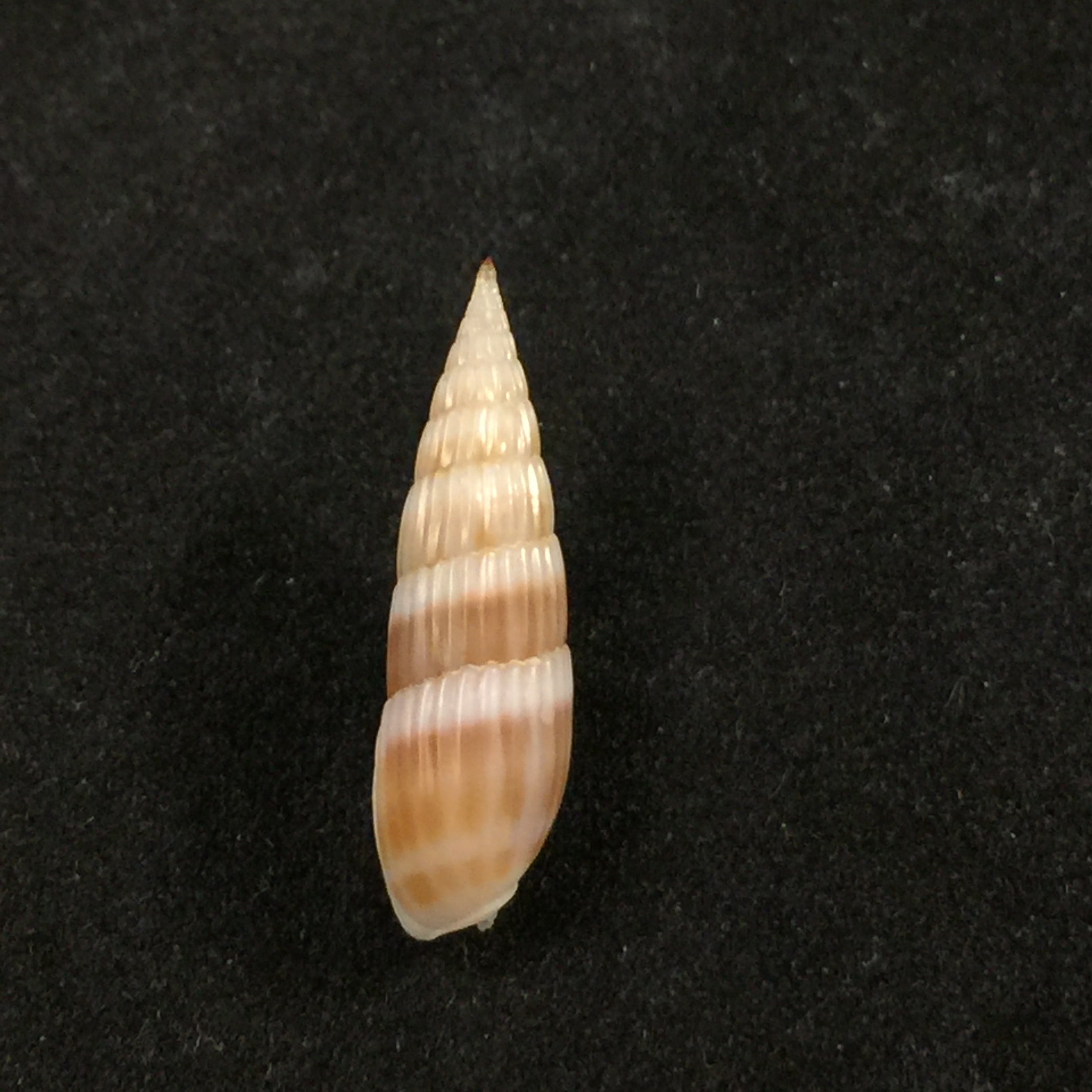Hastula hastata (Gmelin, 1791) - 21,1mm