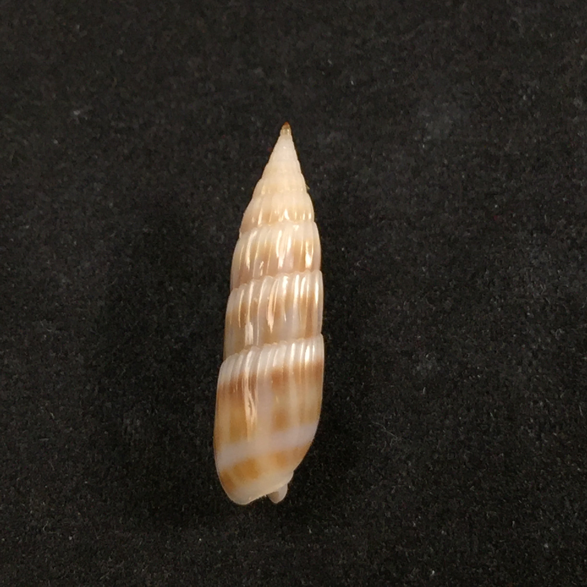 Hastula hastata (Gmelin, 1791) - 21,5mm