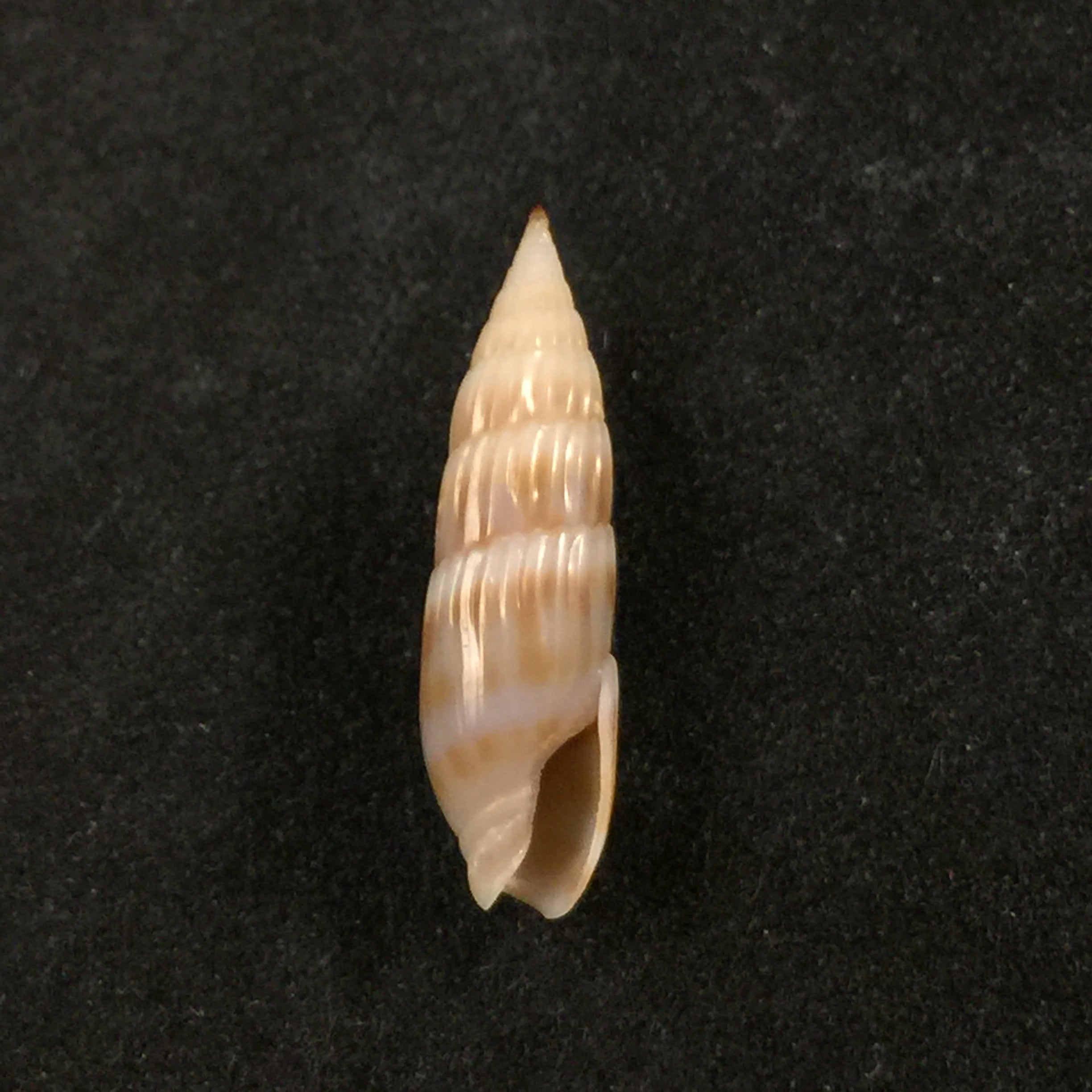 Hastula hastata (Gmelin, 1791) - 21,5mm