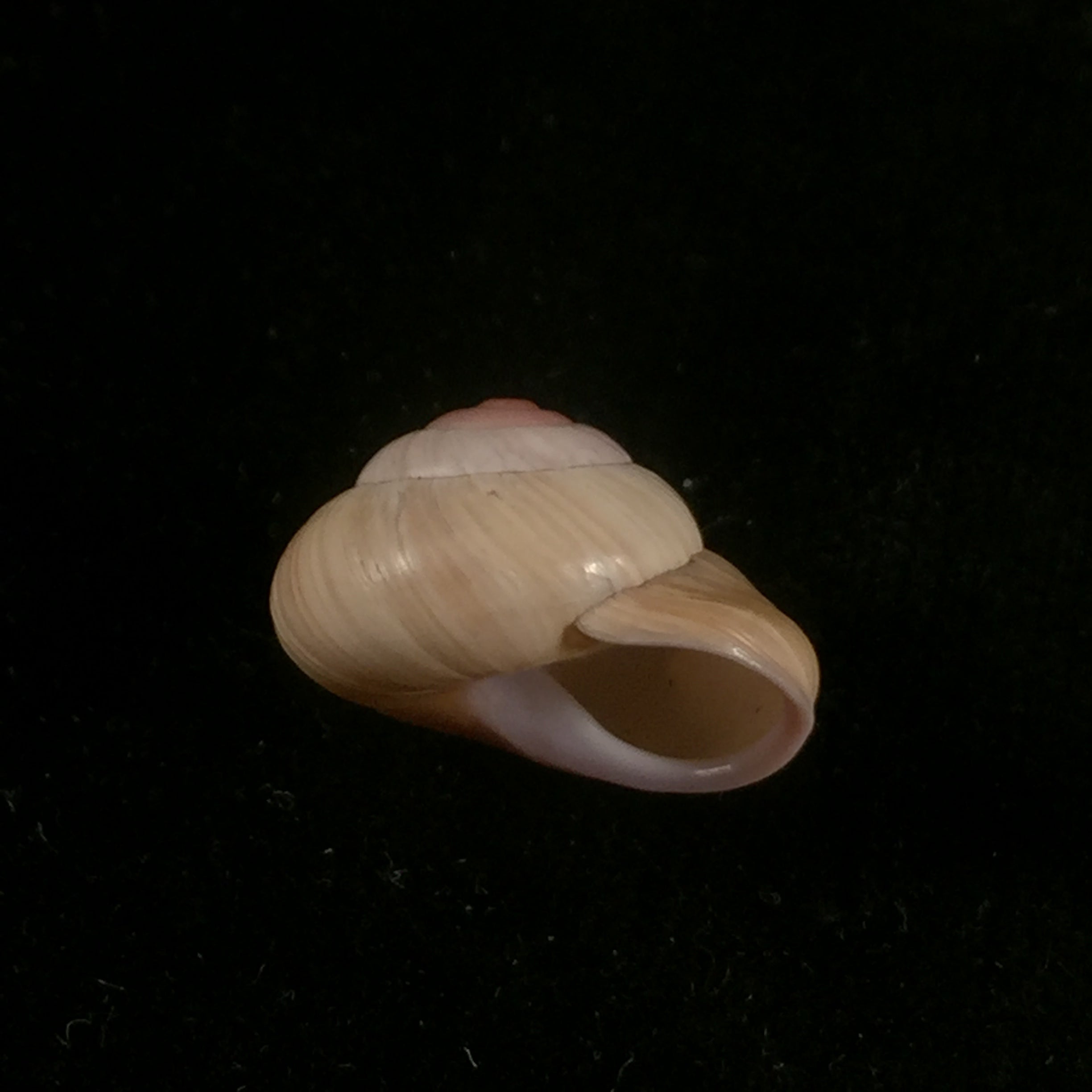 Coryda alauda cymatia (JB Henderson, 1909) - 20,5mm