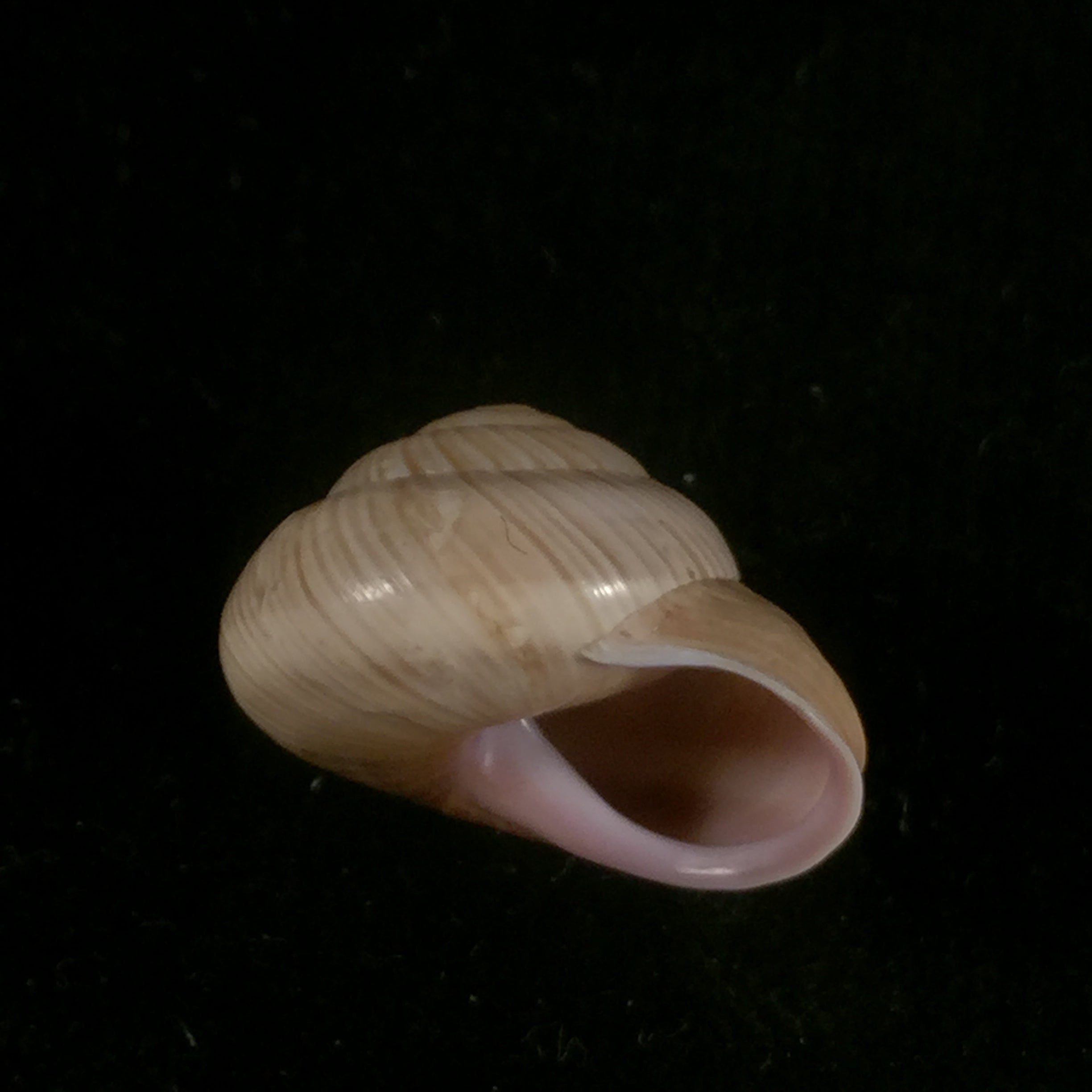 Coryda alauda cymatia (JB Henderson, 1909) - 21,5mm