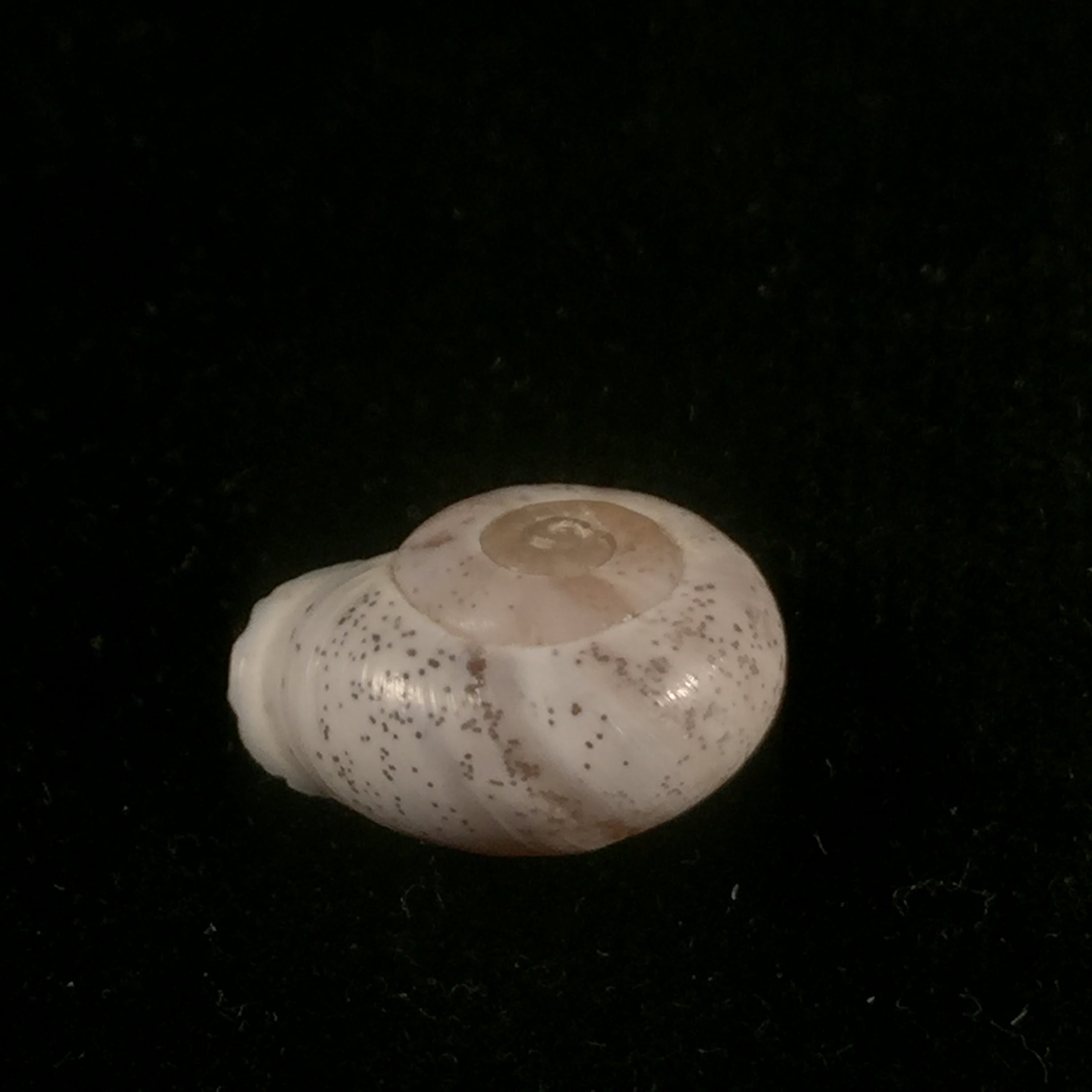 Coryda ovemreguli (Lea, 1934) - 19,9mm