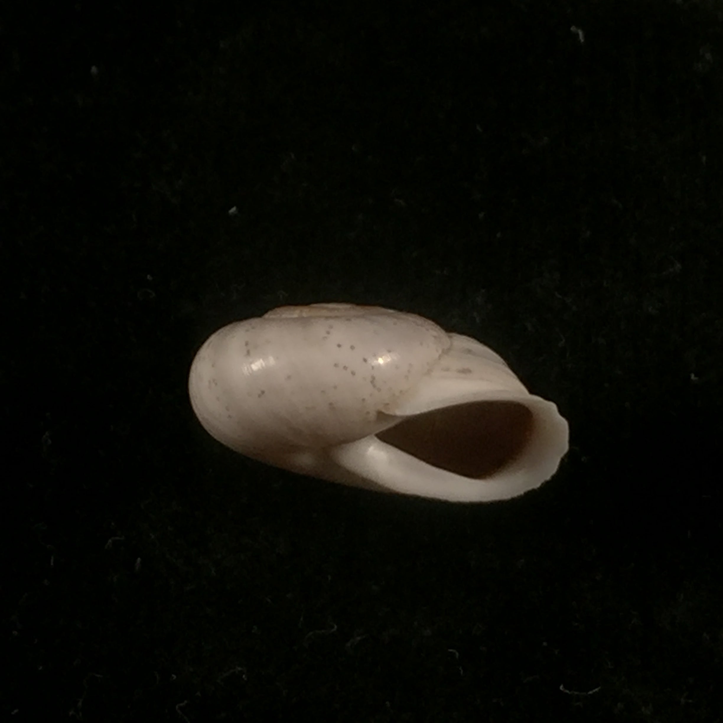 Coryda ovemreguli (Lea, 1934) - 19,9mm