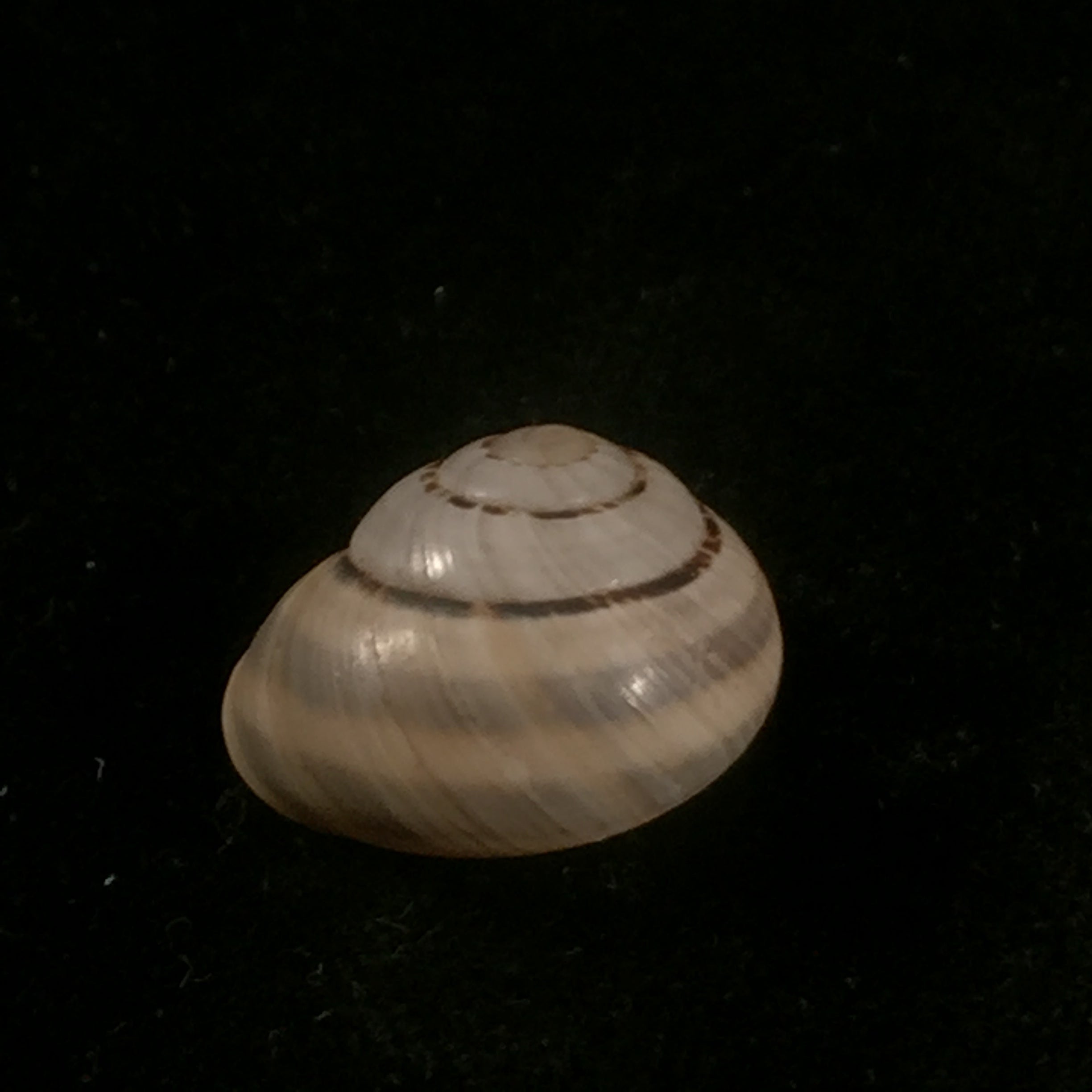 Coryda alauda quinonesi Clench & Aguayo, 1950 - 19,4mm