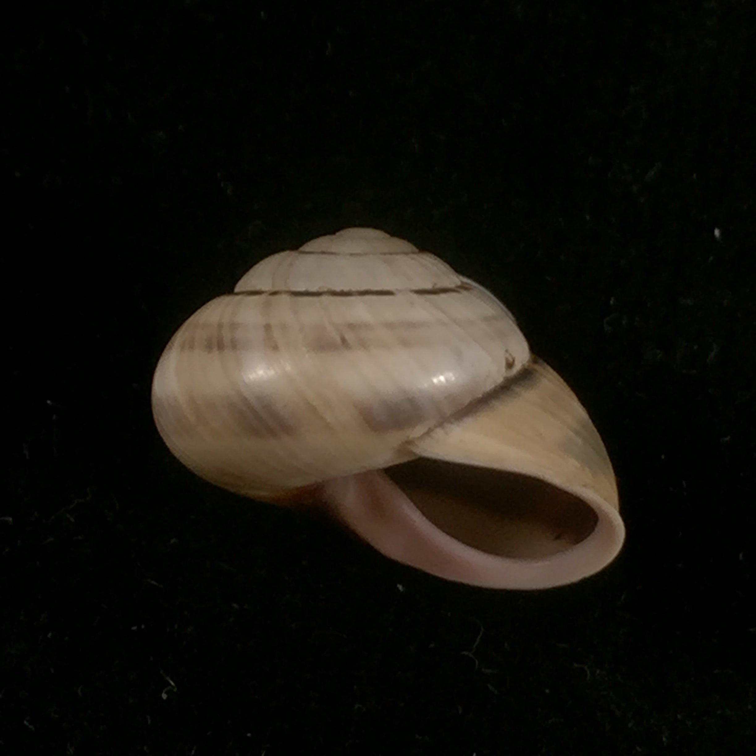 Coryda alauda quinonesi Clench & Aguayo, 1950 - 19,4mm