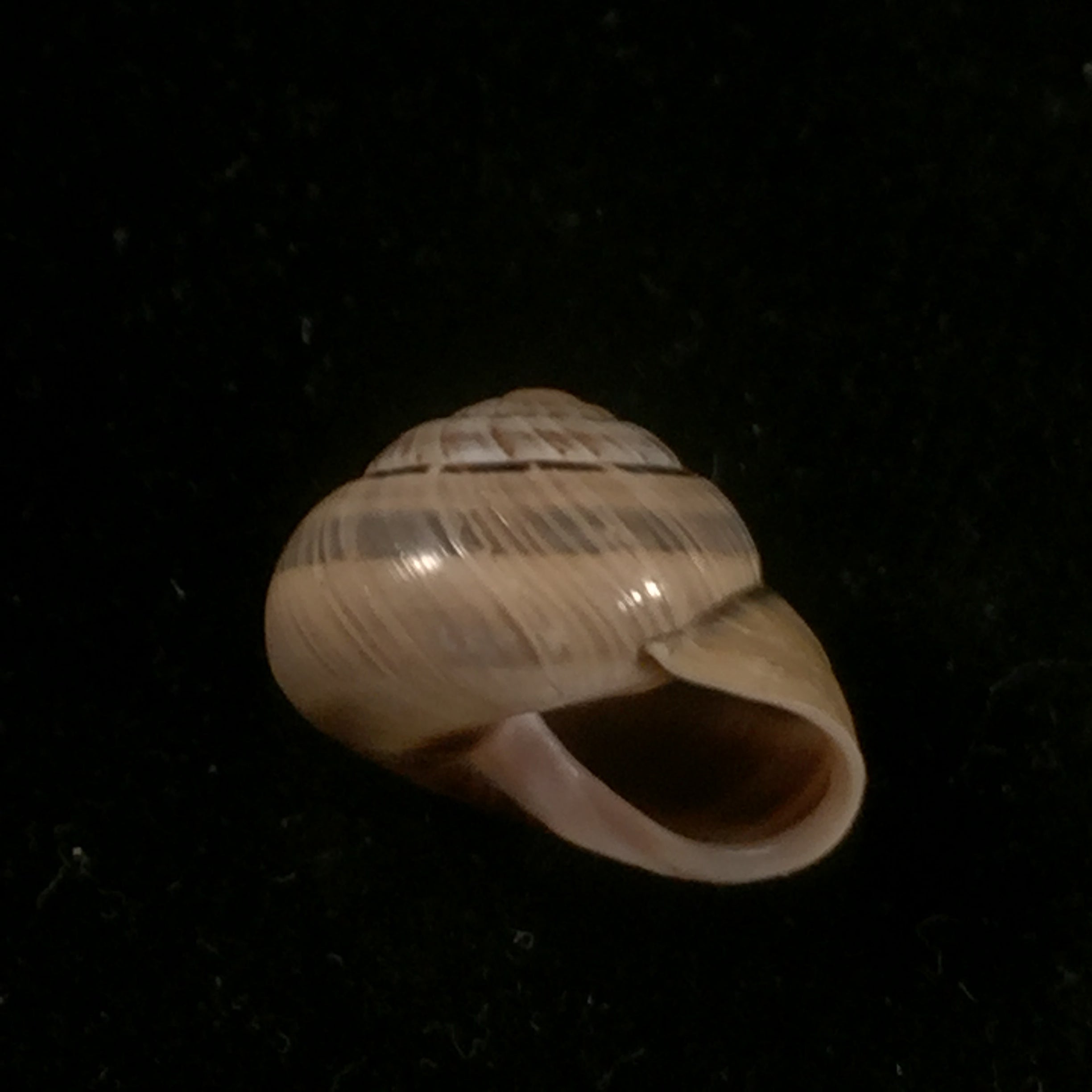 Coryda alauda quinonesi Clench & Aguayo, 1950 - 19mm