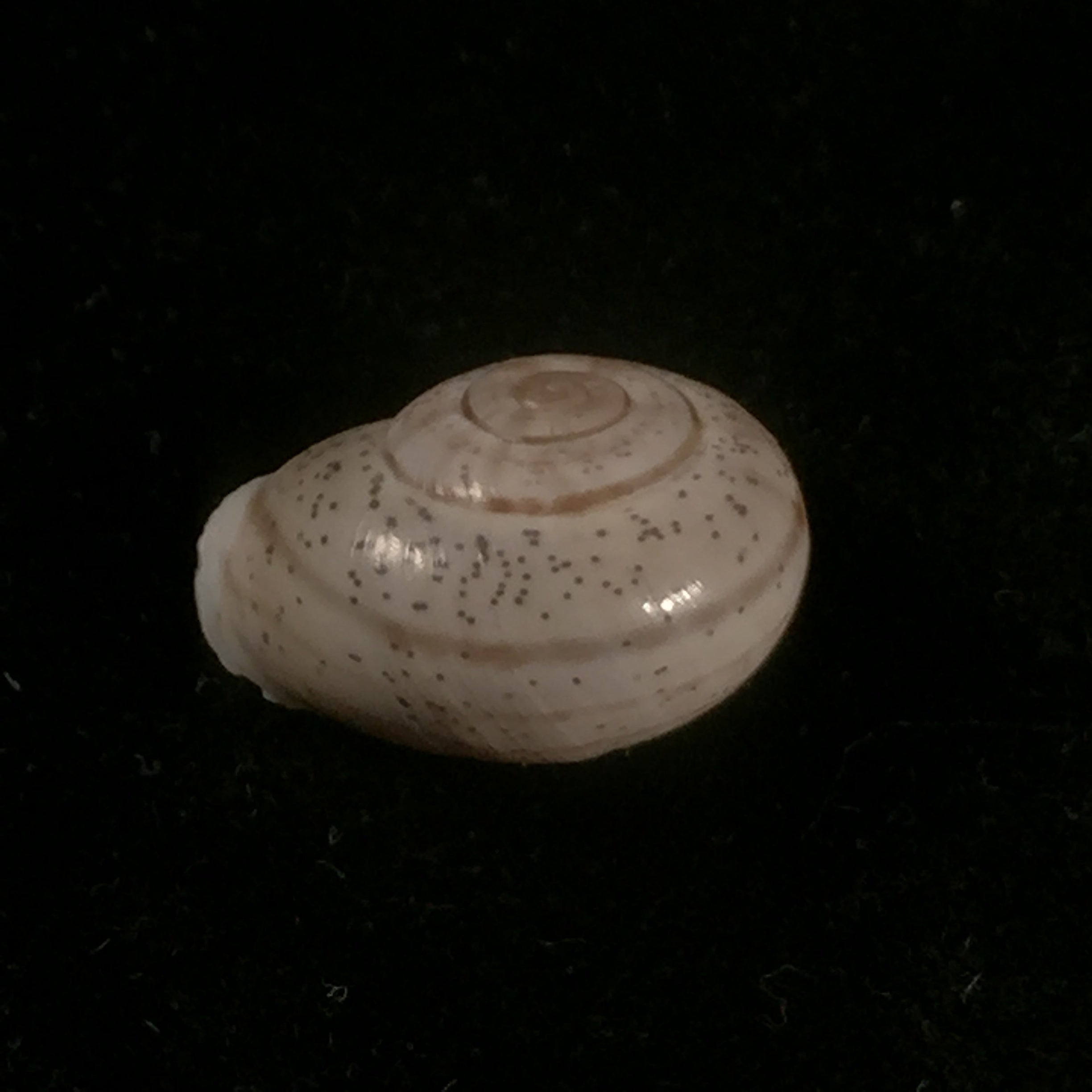 Coryda ovemreguli (Lea, 1934) - 20,1mm