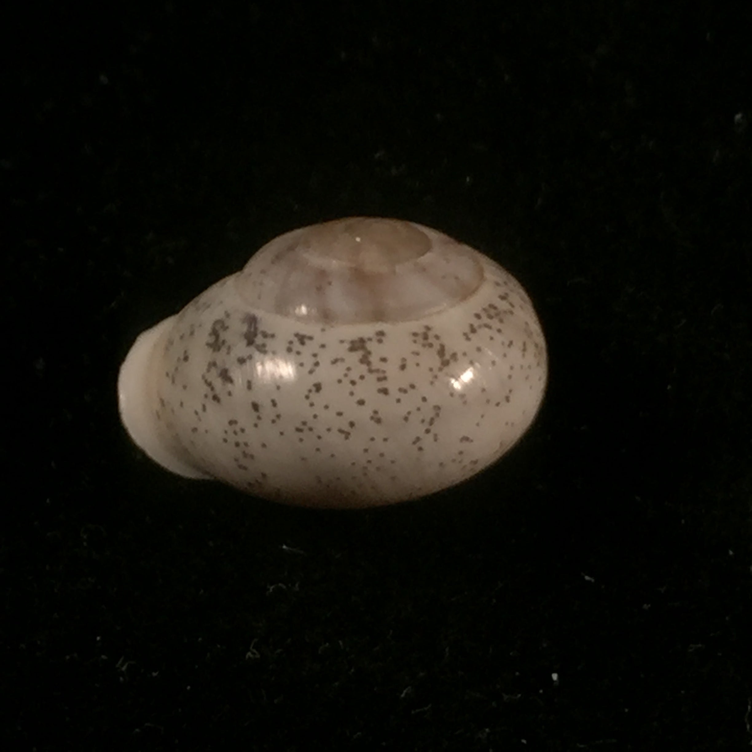 Coryda ovemreguli (Lea, 1934) - 19,5mm