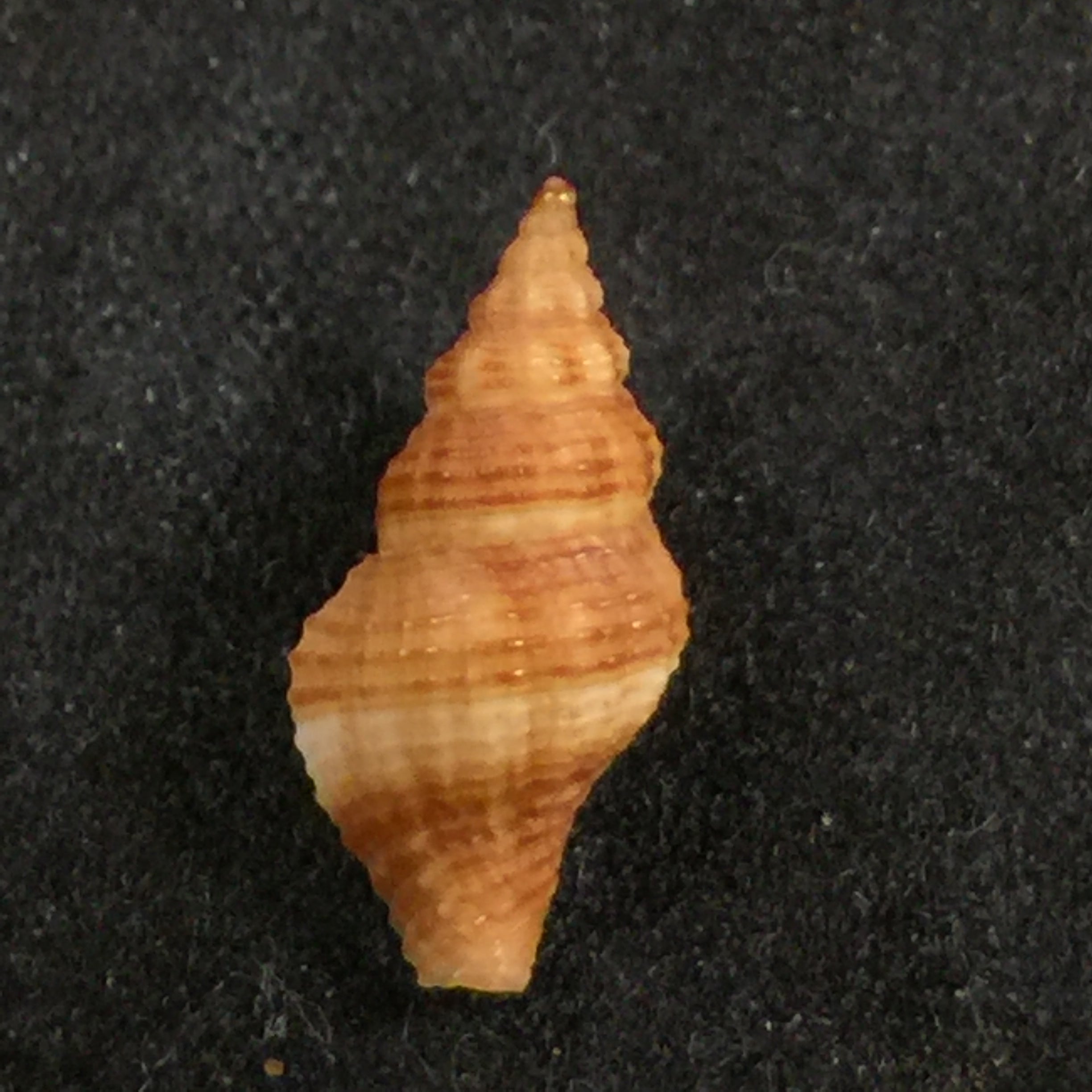Engina goncalvesi Coltro, 2005 - 14,5mm