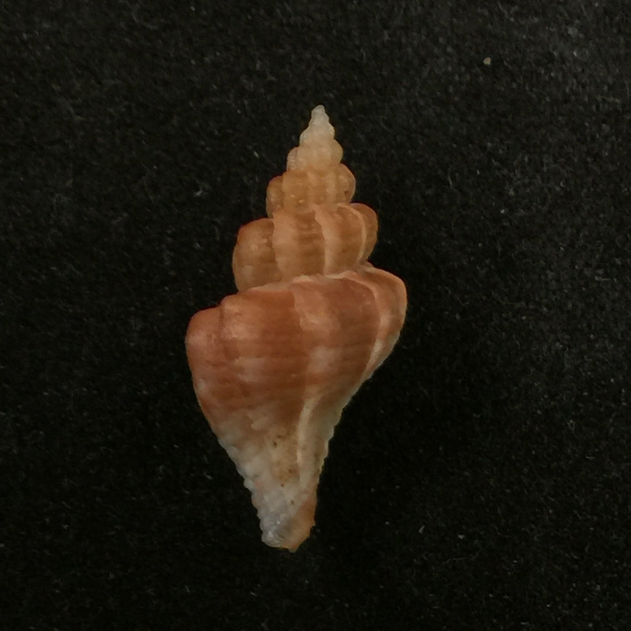 Throphon pelseneeri EA Smith, 1915 - 18,1mm