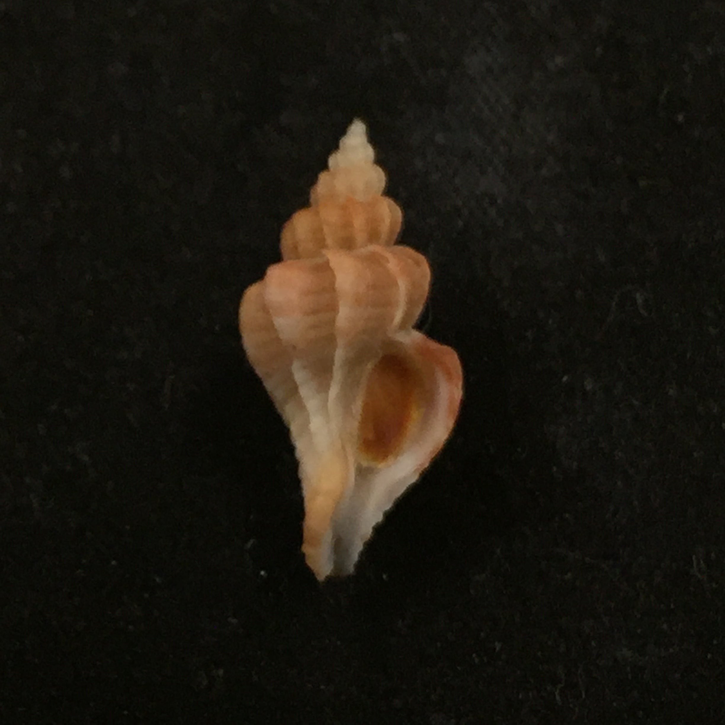 Throphon pelseneeri EA Smith, 1915 - 18,1mm