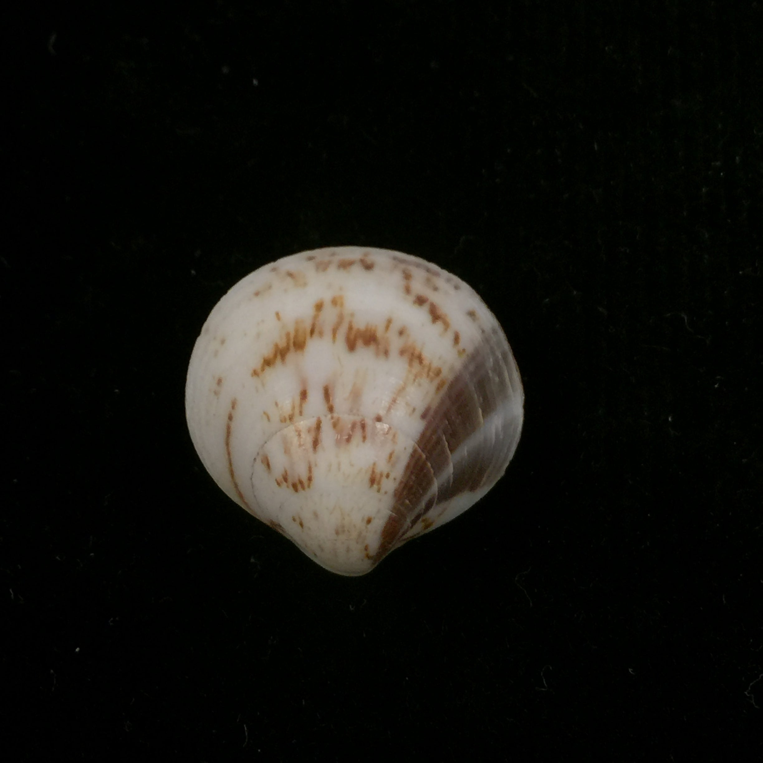 Glycymeris longior (GB Sowerby I, 1833) - 22,2mm