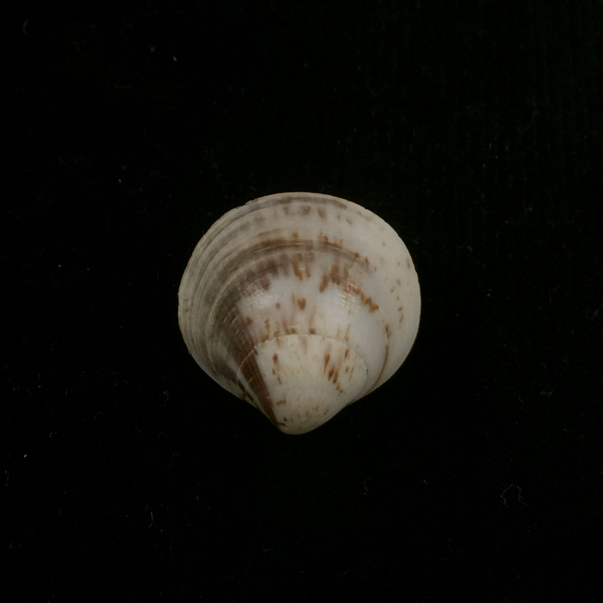 Glycymeris longior (GB Sowerby I, 1833) - 22,2mm
