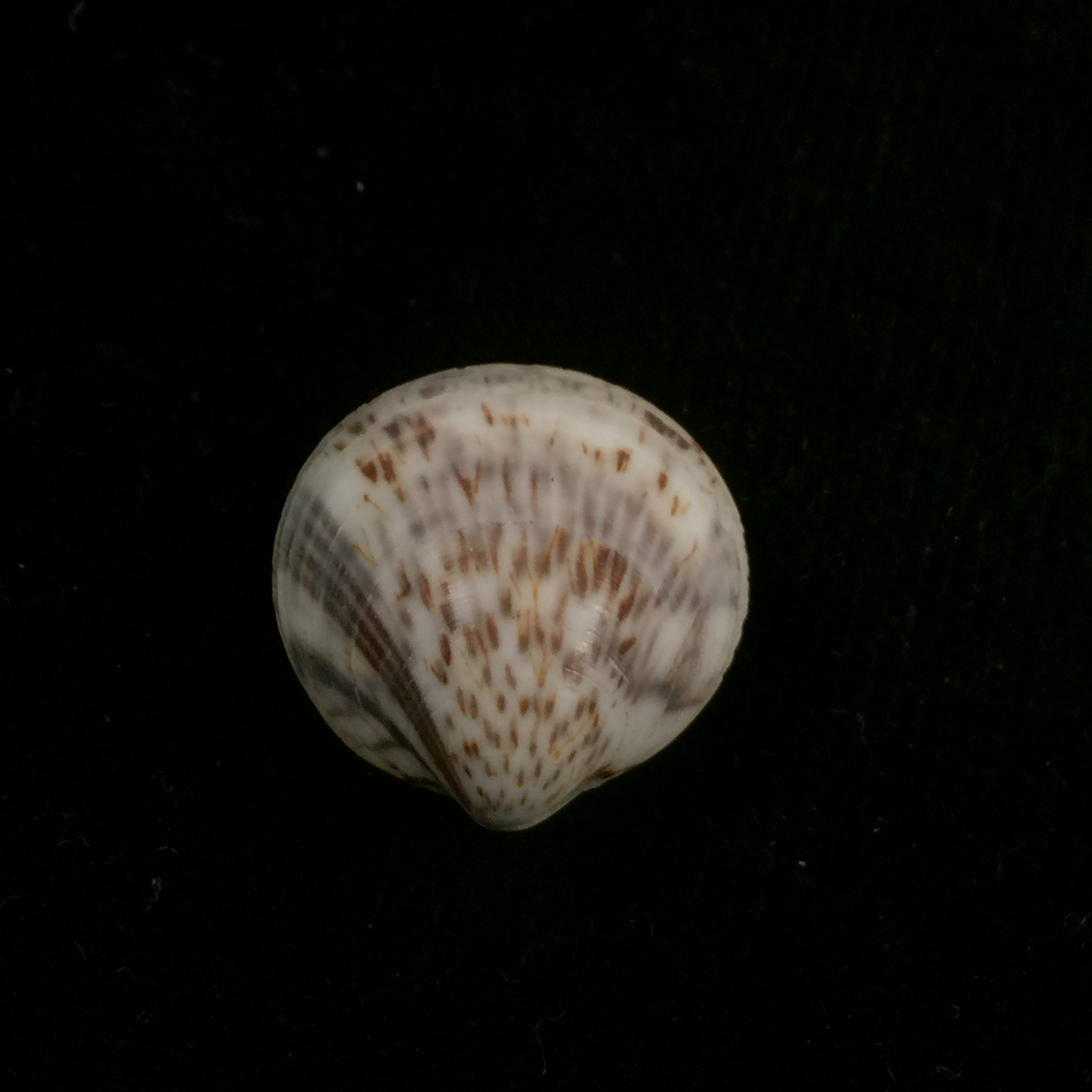 Glycymeris longior (GB Sowerby I, 1833) - 21,8mm