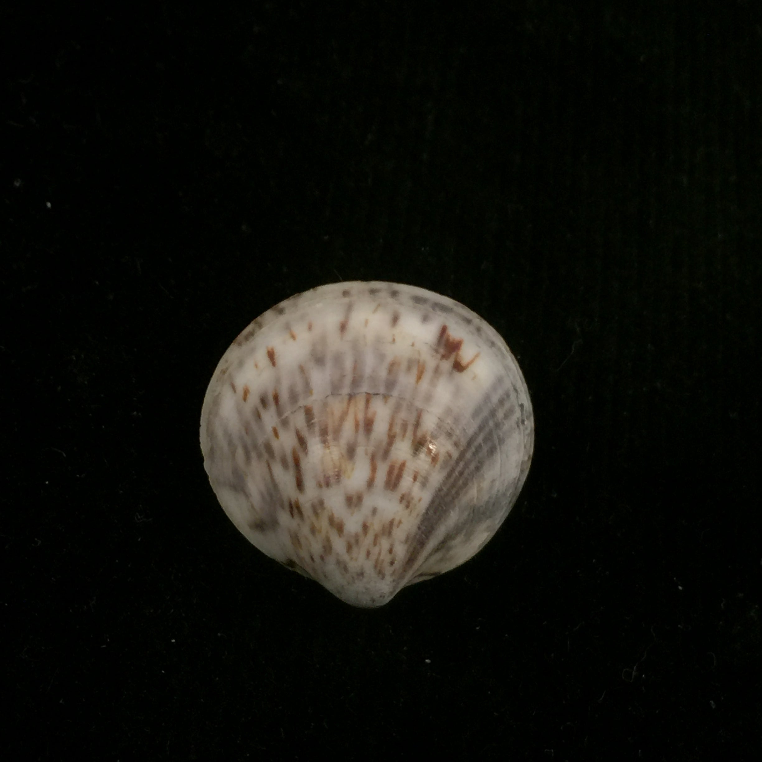 Glycymeris longior (GB Sowerby I, 1833) - 21,8mm