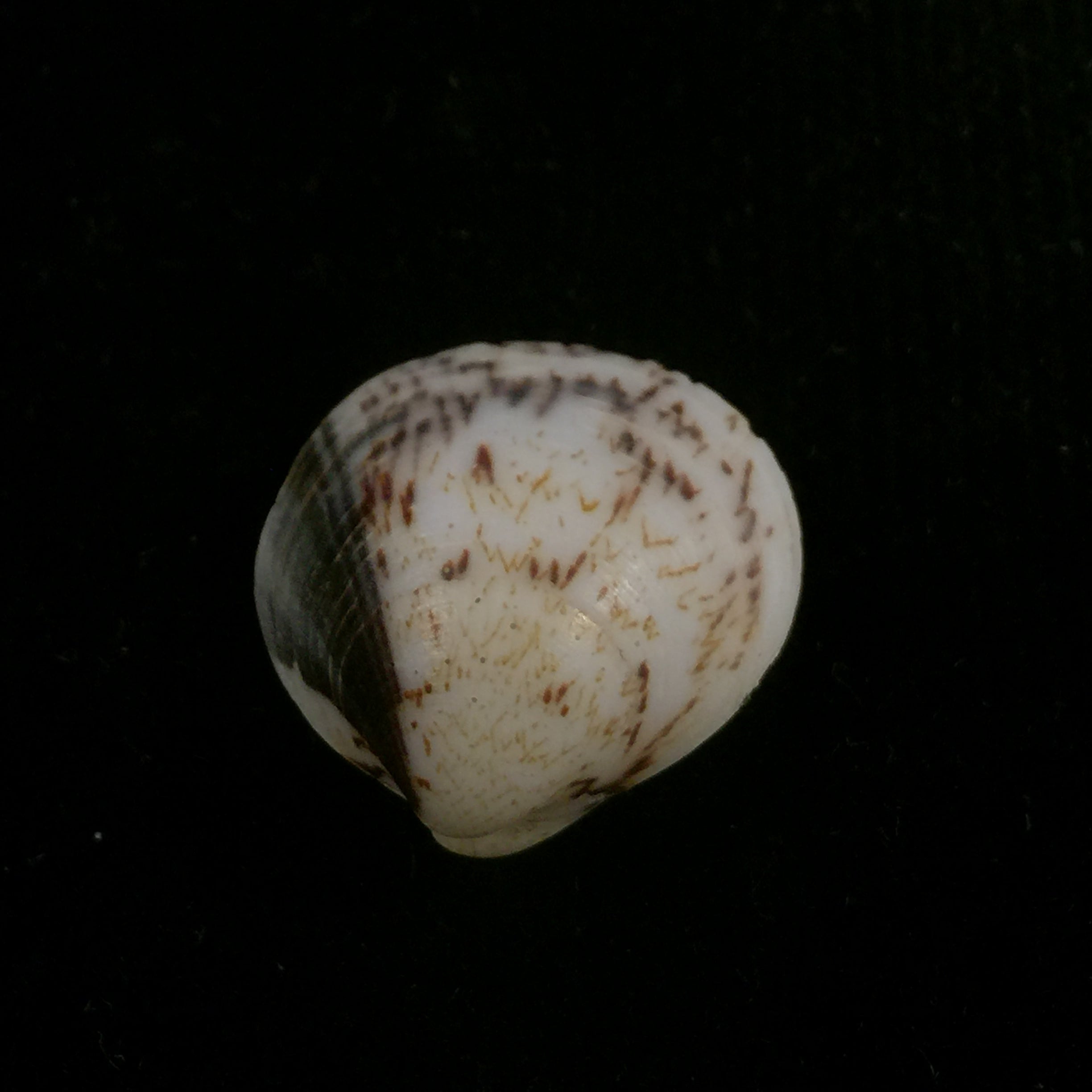 Glycymeris longior (GB Sowerby I, 1833) - 21,5mm