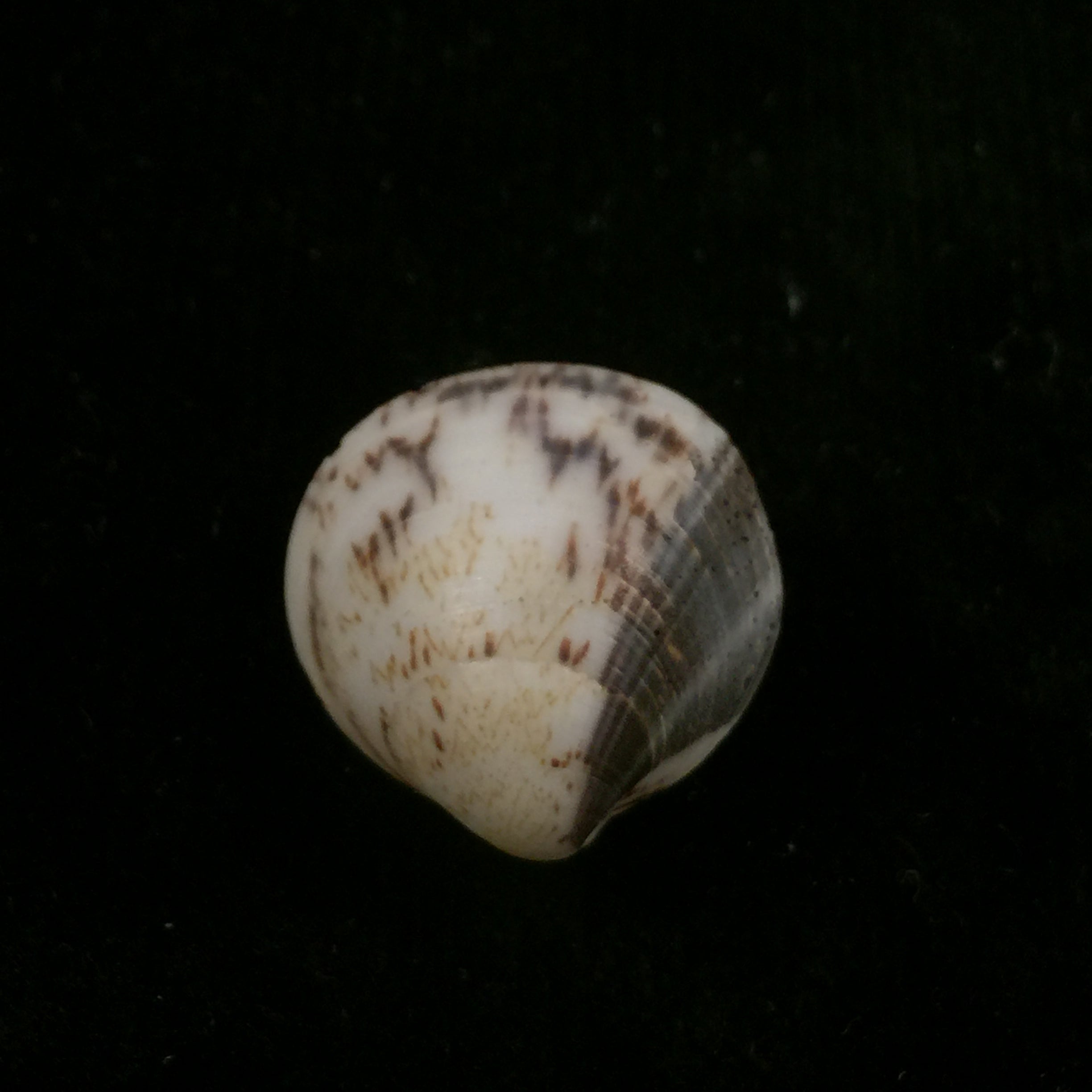 Glycymeris longior (GB Sowerby I, 1833) - 21,5mm