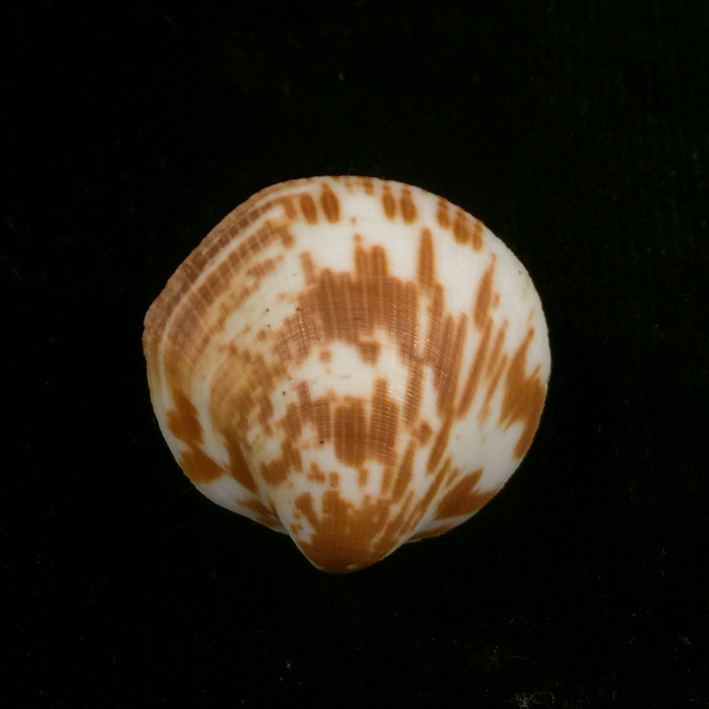 Glycymeris decussata (Linnaeus, 1758) - 33,2mm
