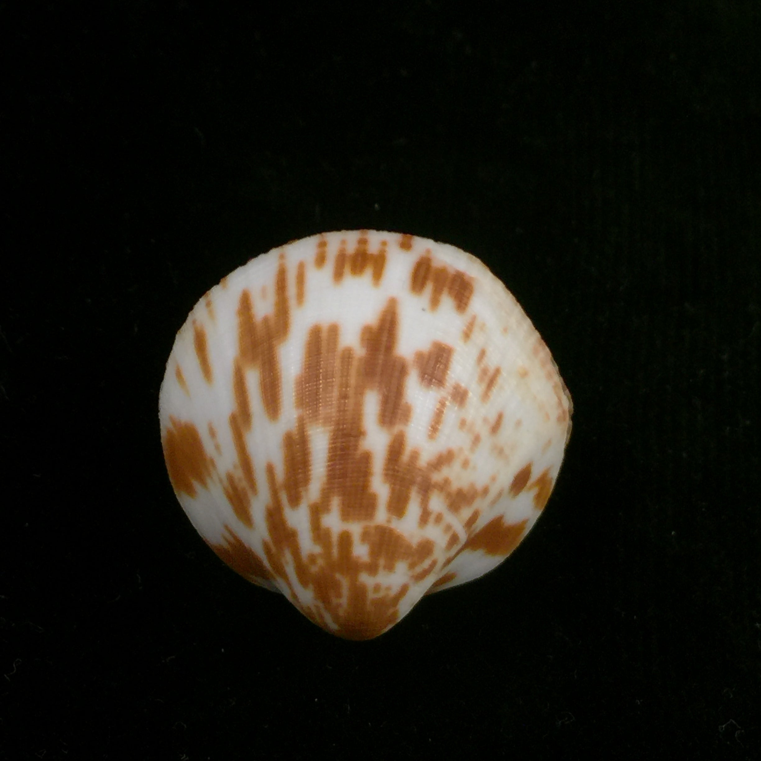 Glycymeris decussata (Linnaeus, 1758) - 33,2mm