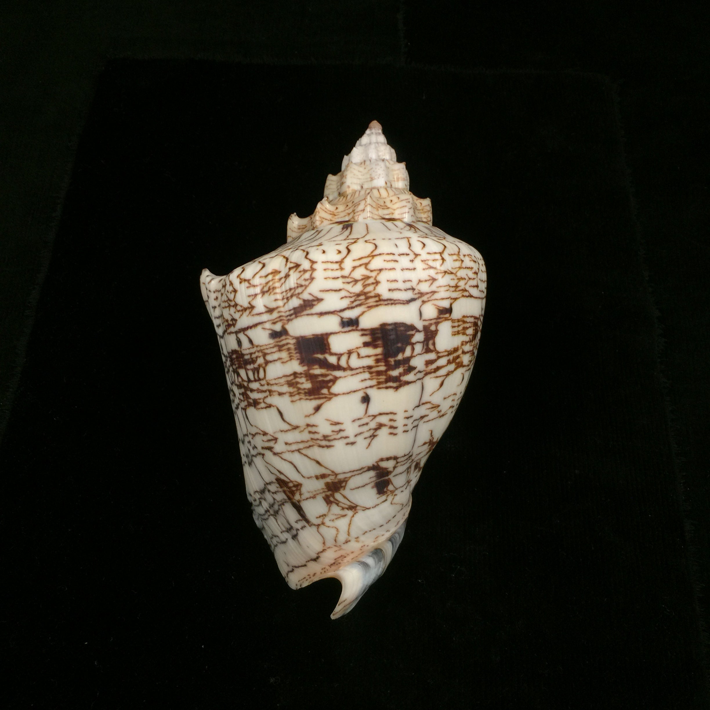 Voluta ebraea Linnaeus, 1758 - 141,1mm
