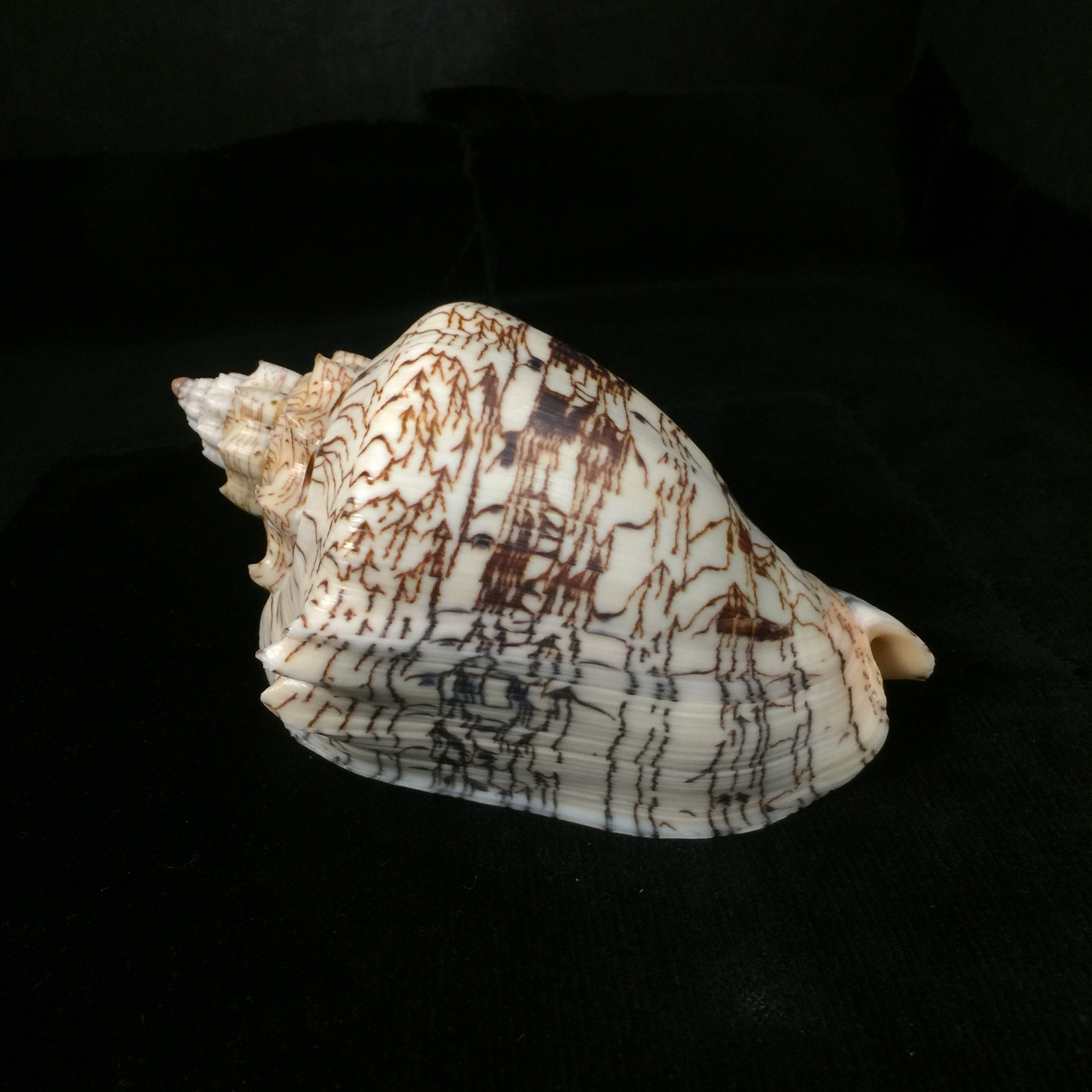 Voluta ebraea Linnaeus, 1758 - 141,1mm
