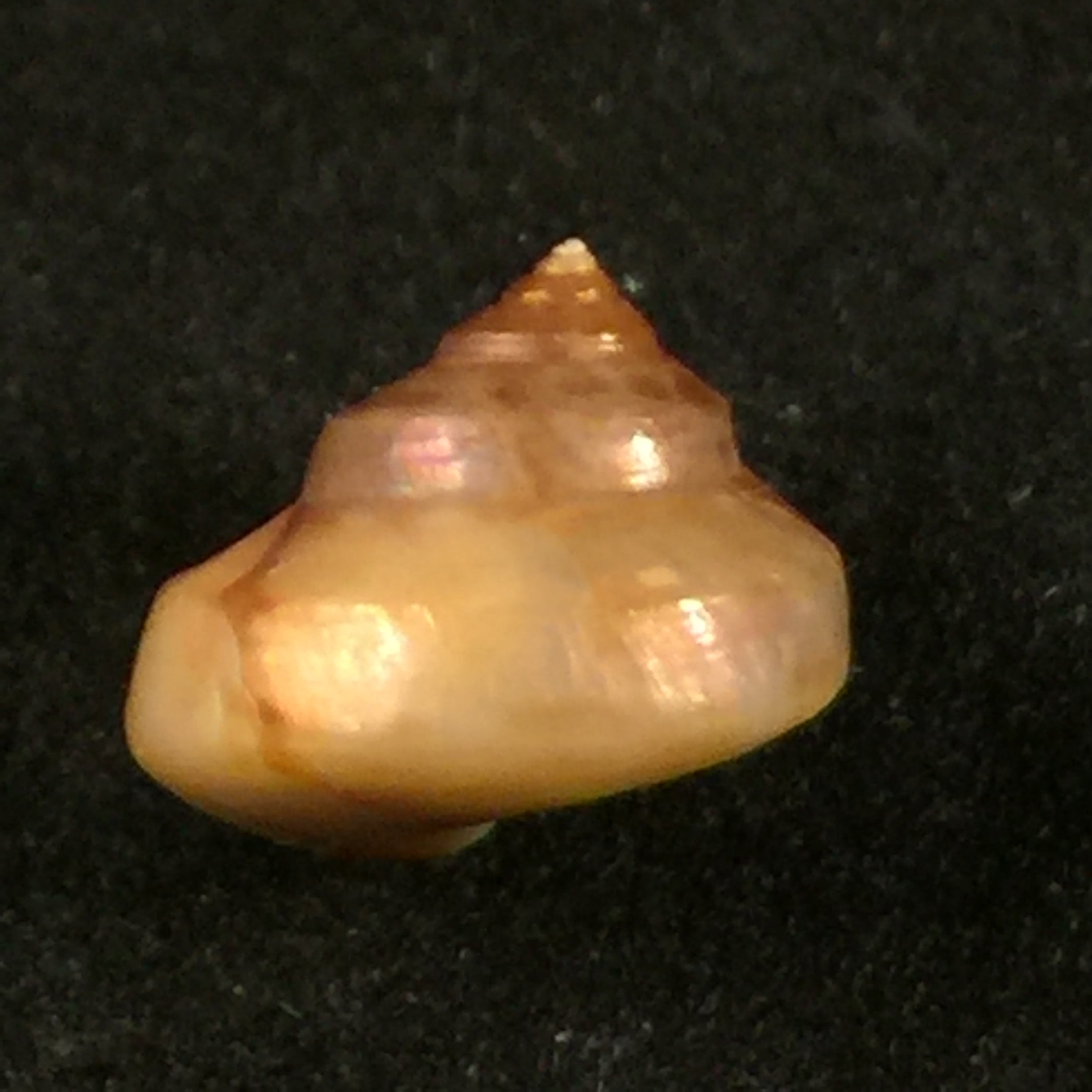 Calliostoma coppingeri major(C & Fernandez, 1976)-10,7毫米