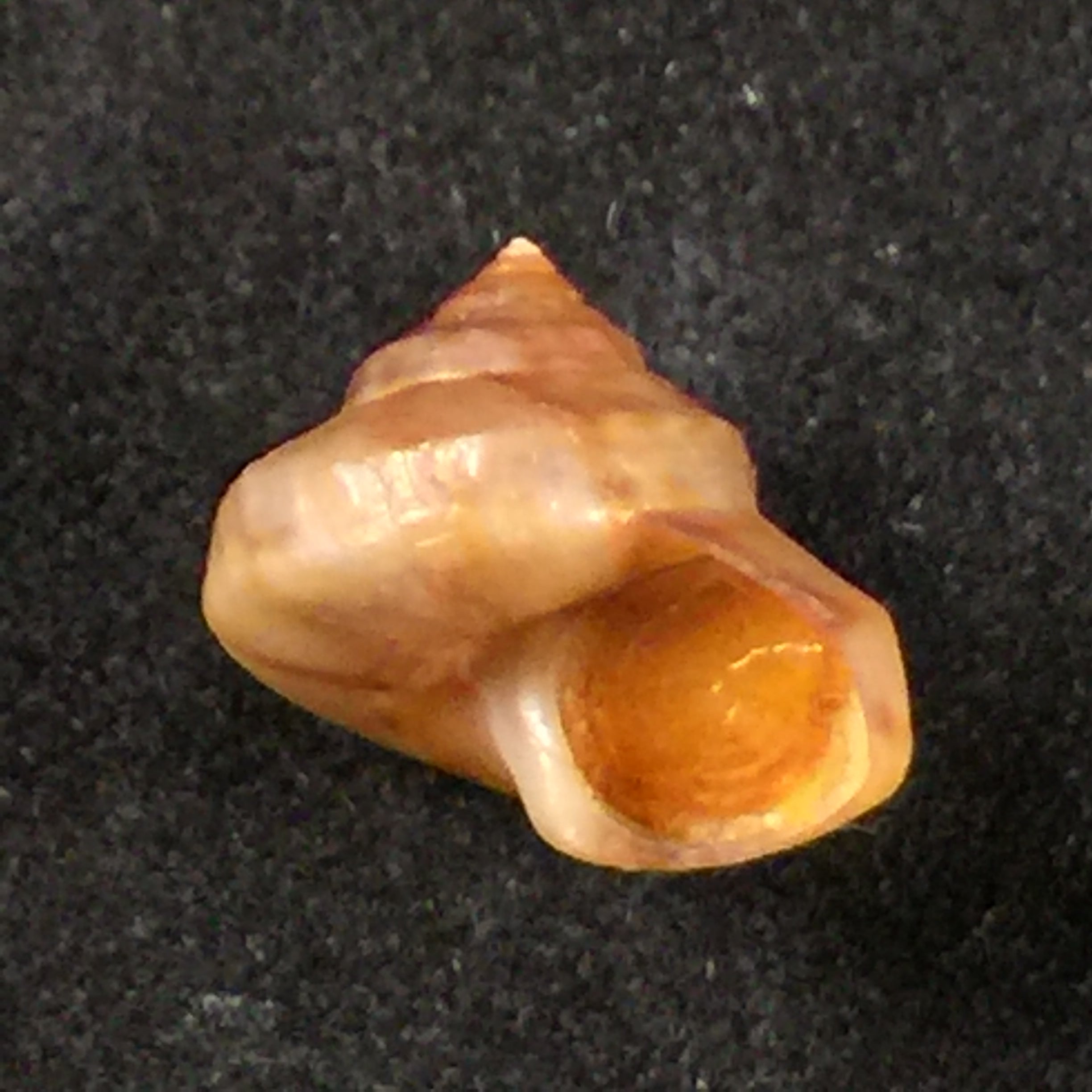 Calliostoma coppingeri major(C & Fernandez, 1976)-10,7毫米