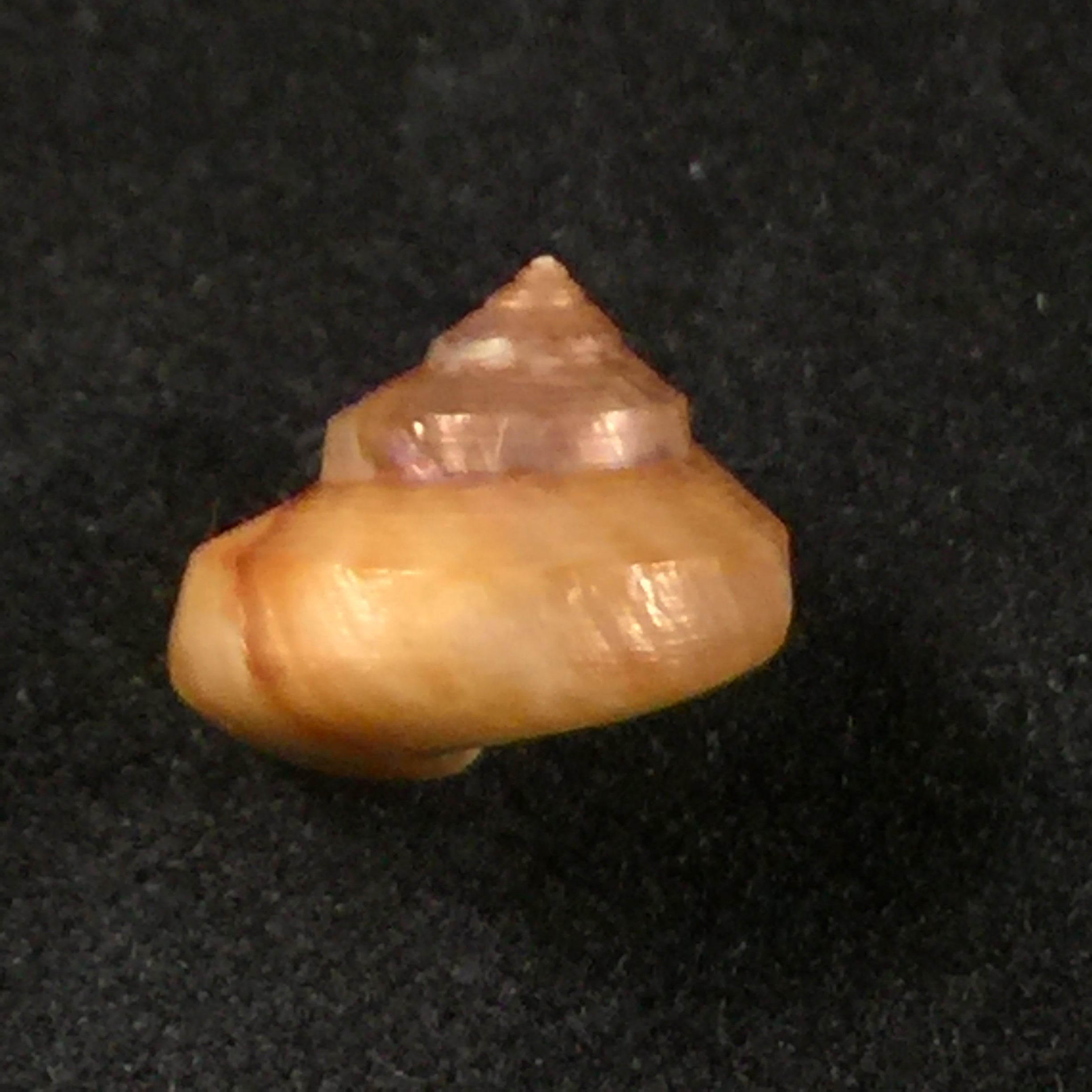 Calliostoma coppingeri major(C & Fernandez, 1976)-10,9毫米
