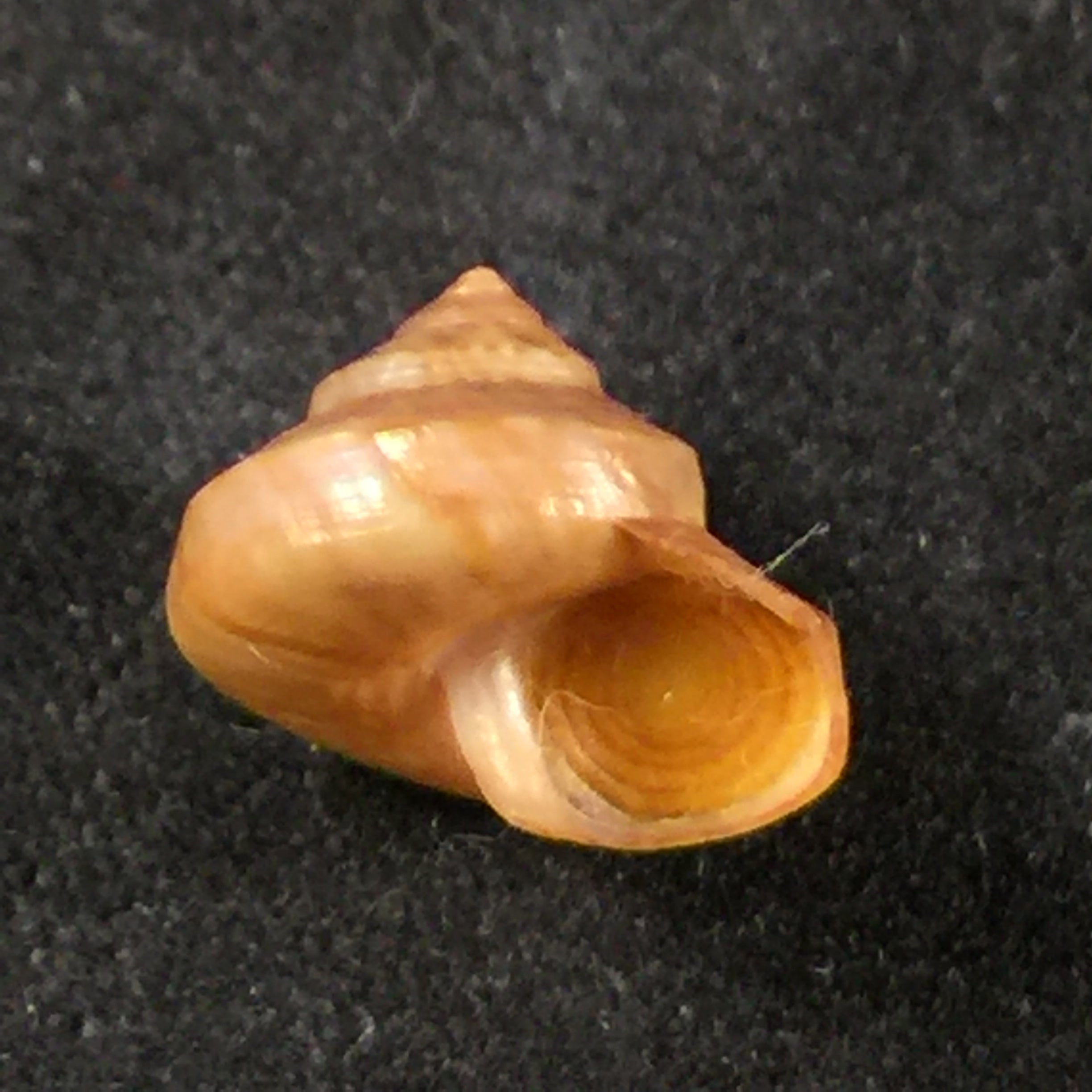 Calliostoma coppingeri major(C & Fernandez, 1976)-10,9毫米
