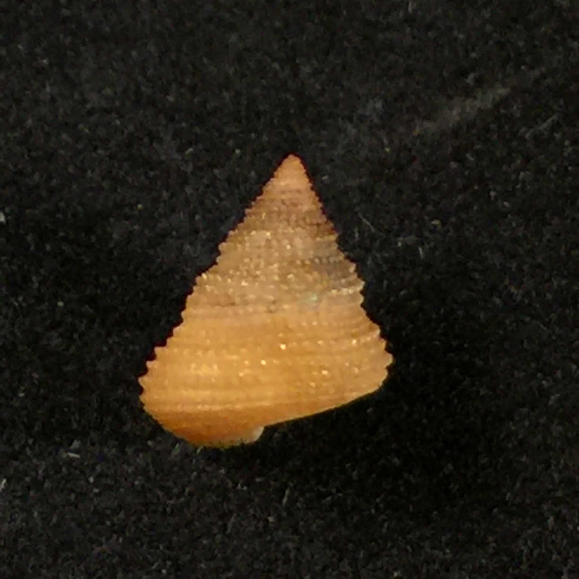 Calliostoma echinatum Dall, 1881 - 8,6毫米