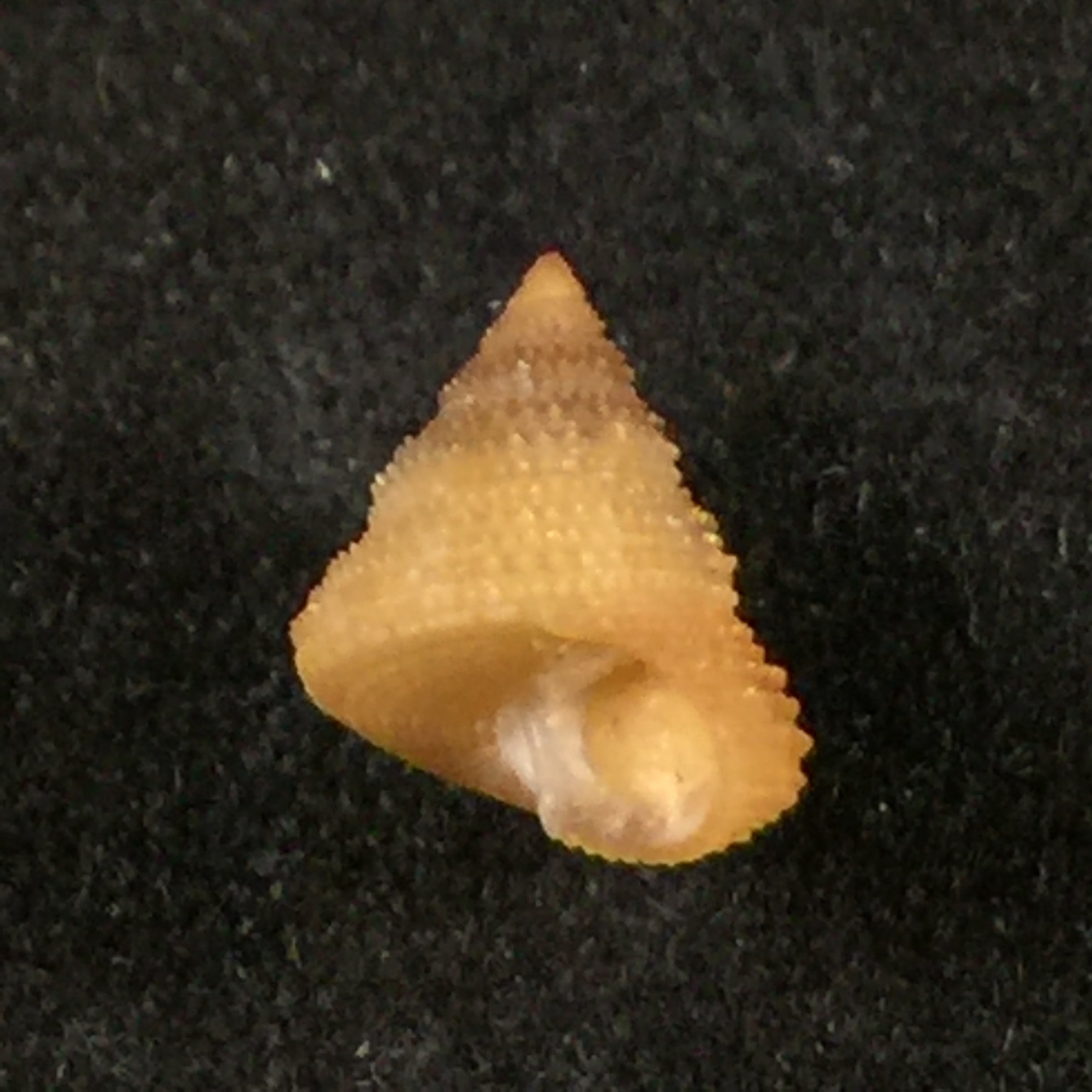 Calliostoma echinatum Dall, 1881 - 8,6毫米