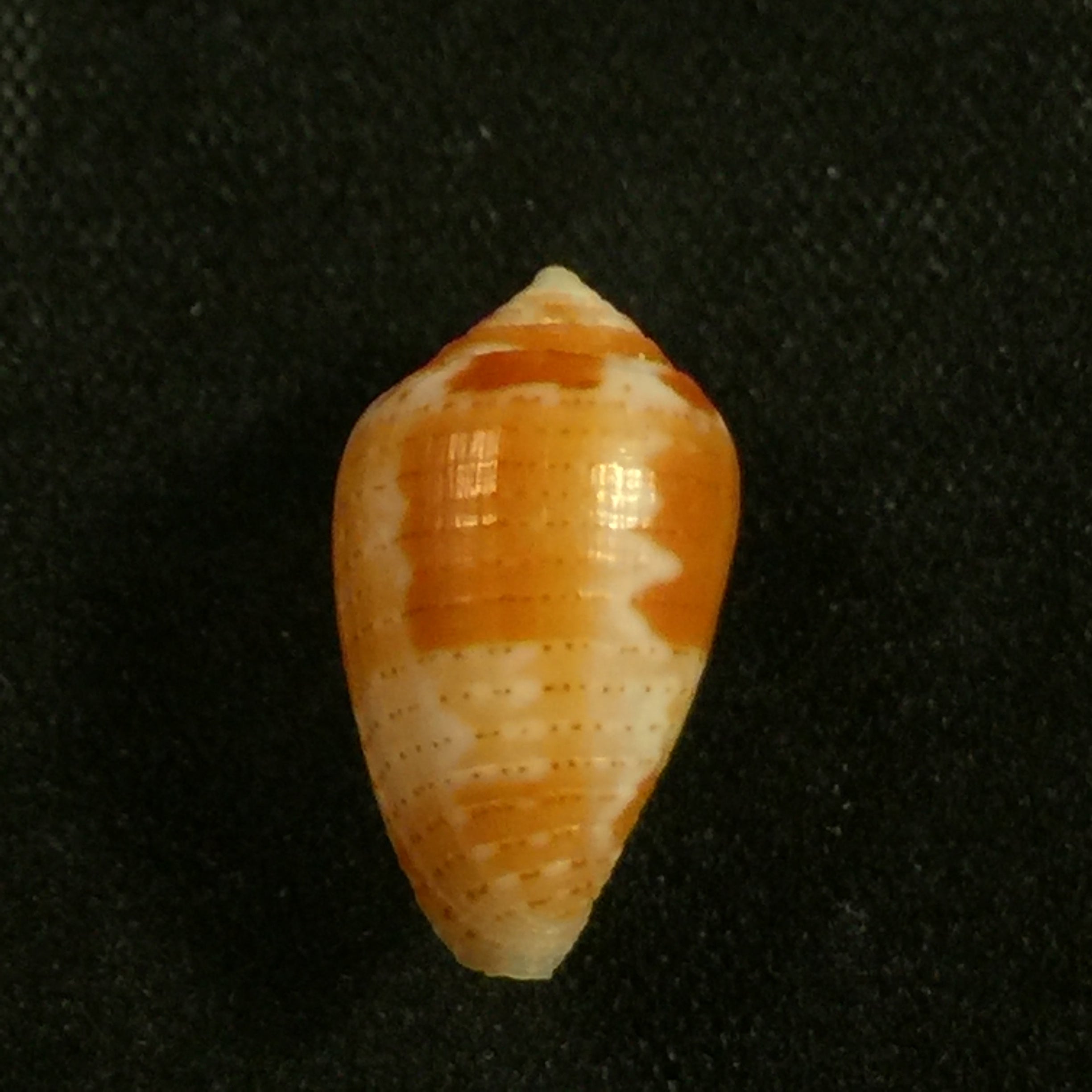 Artemidiconus selenae Von Mol, Tursch & Kempf, 1967 - 15,5毫米