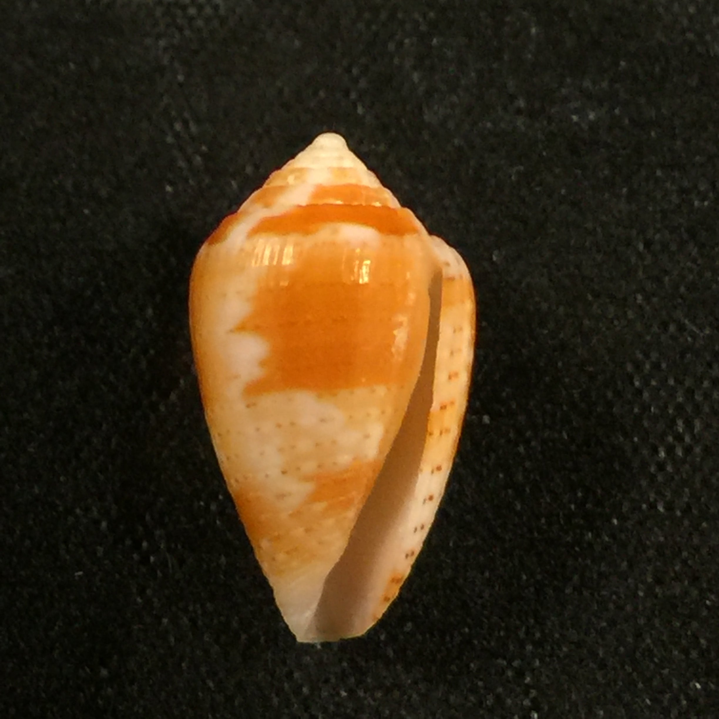 Artemidiconus selenae Von Mol, Tursch & Kempf, 1967 - 15,5毫米
