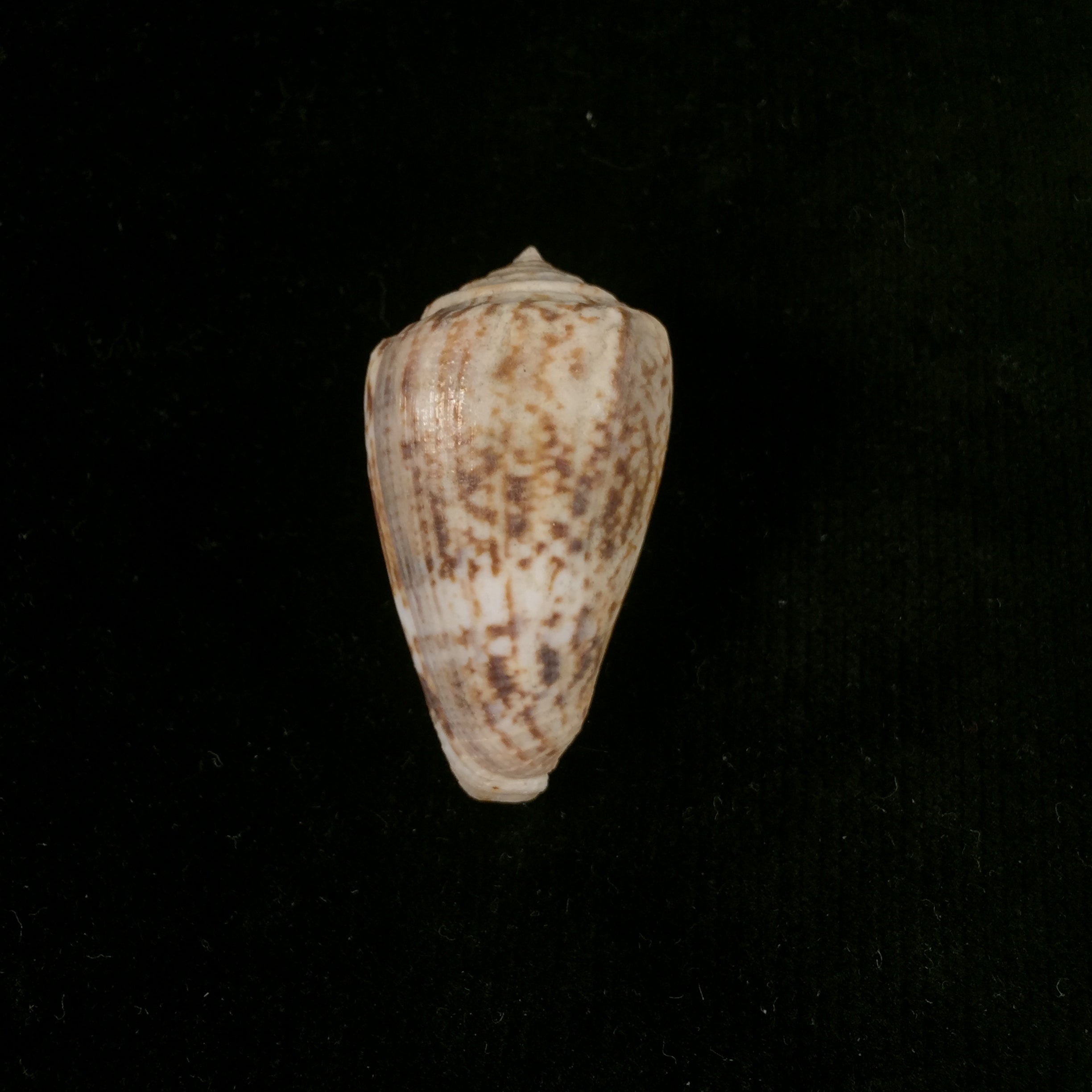 Conus anemone Lamarck, 1810 - 41,2mm