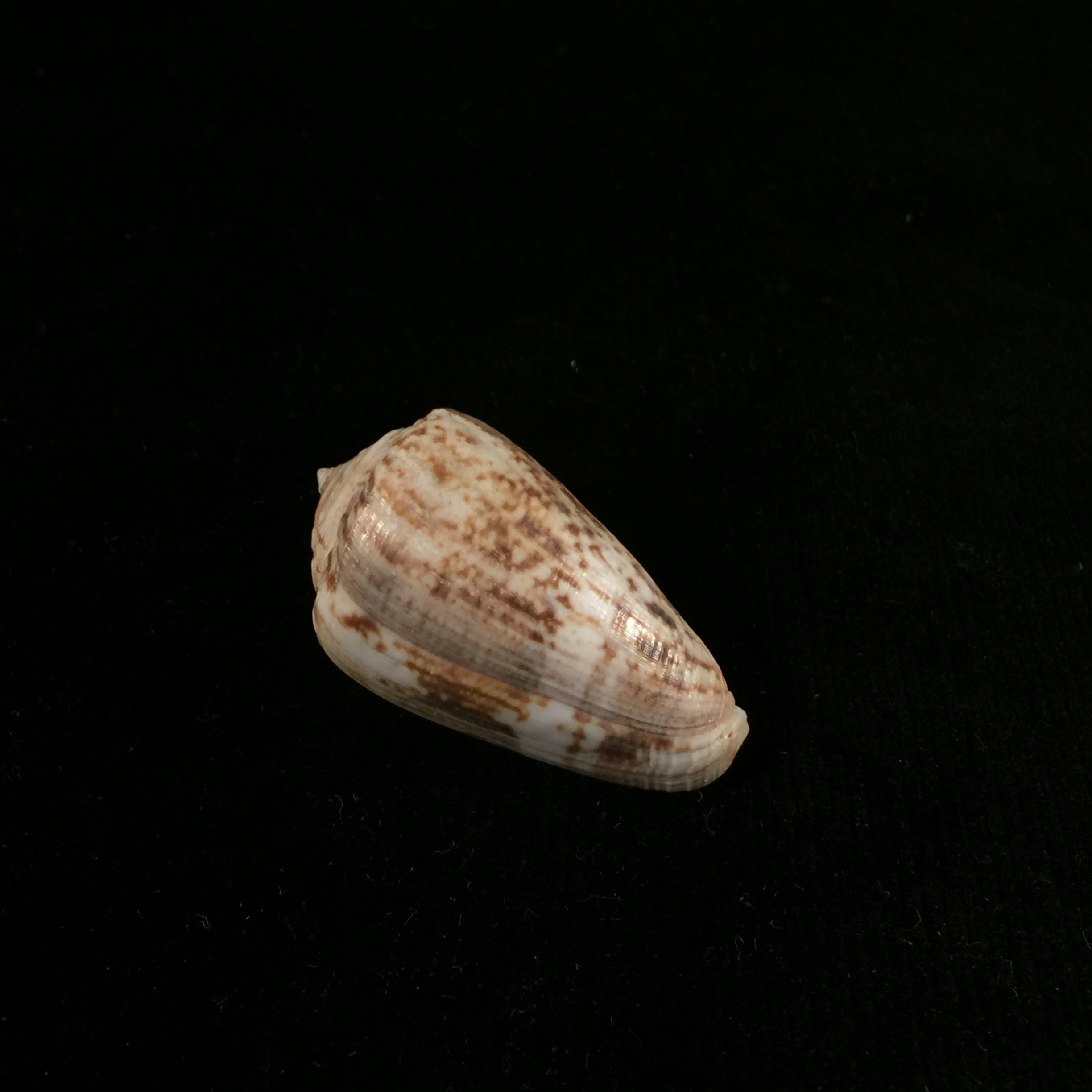 Conus anemone Lamarck, 1810 - 41,2mm