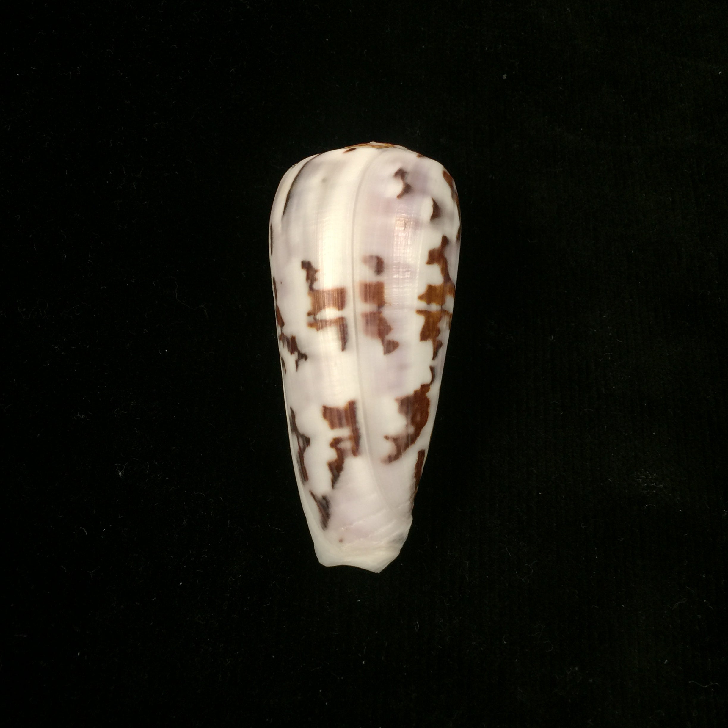 Conus gubernator Hwass in Bruguière, 1792 - 63,6mm