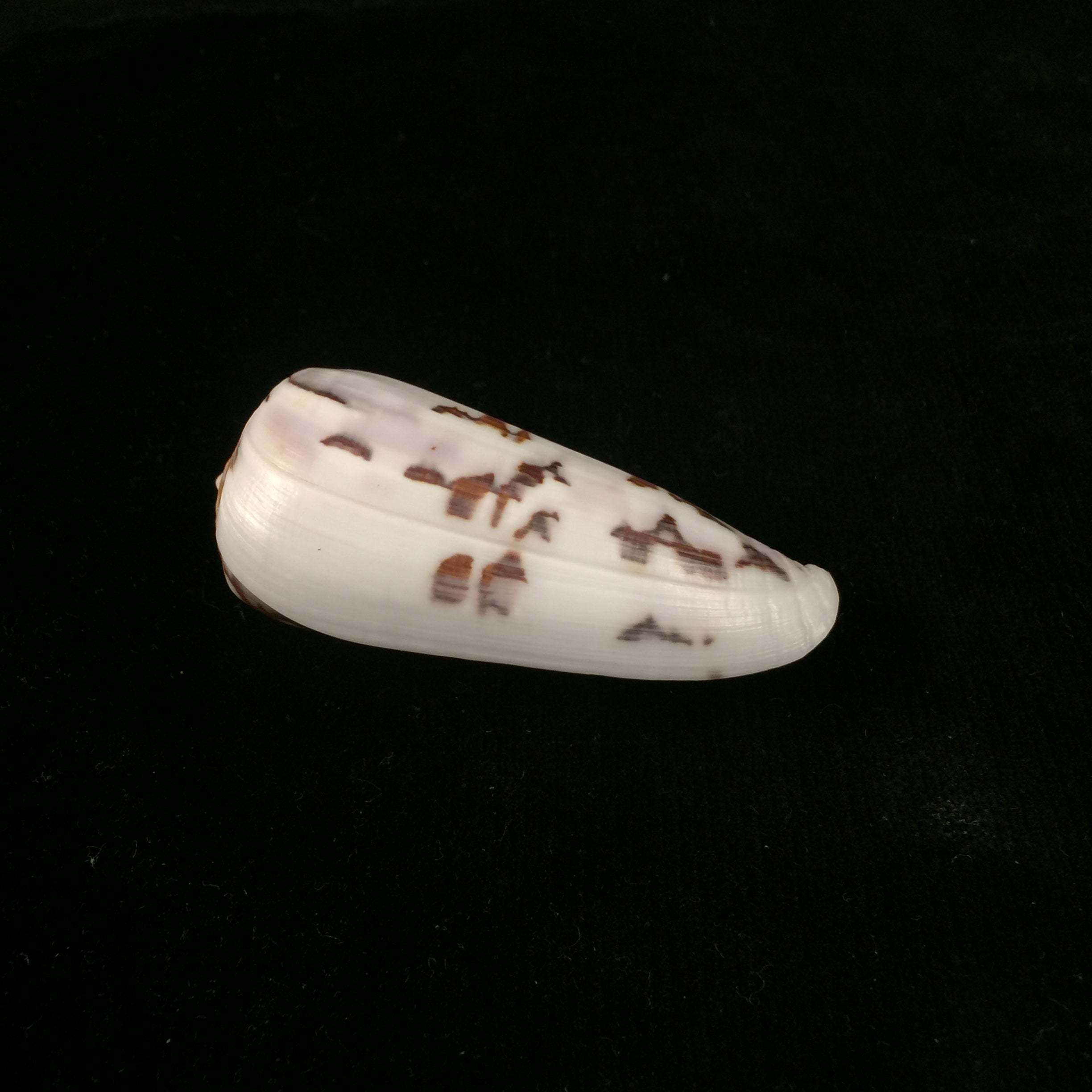 Conus gubernator Hwass in Bruguière, 1792 - 63,6mm