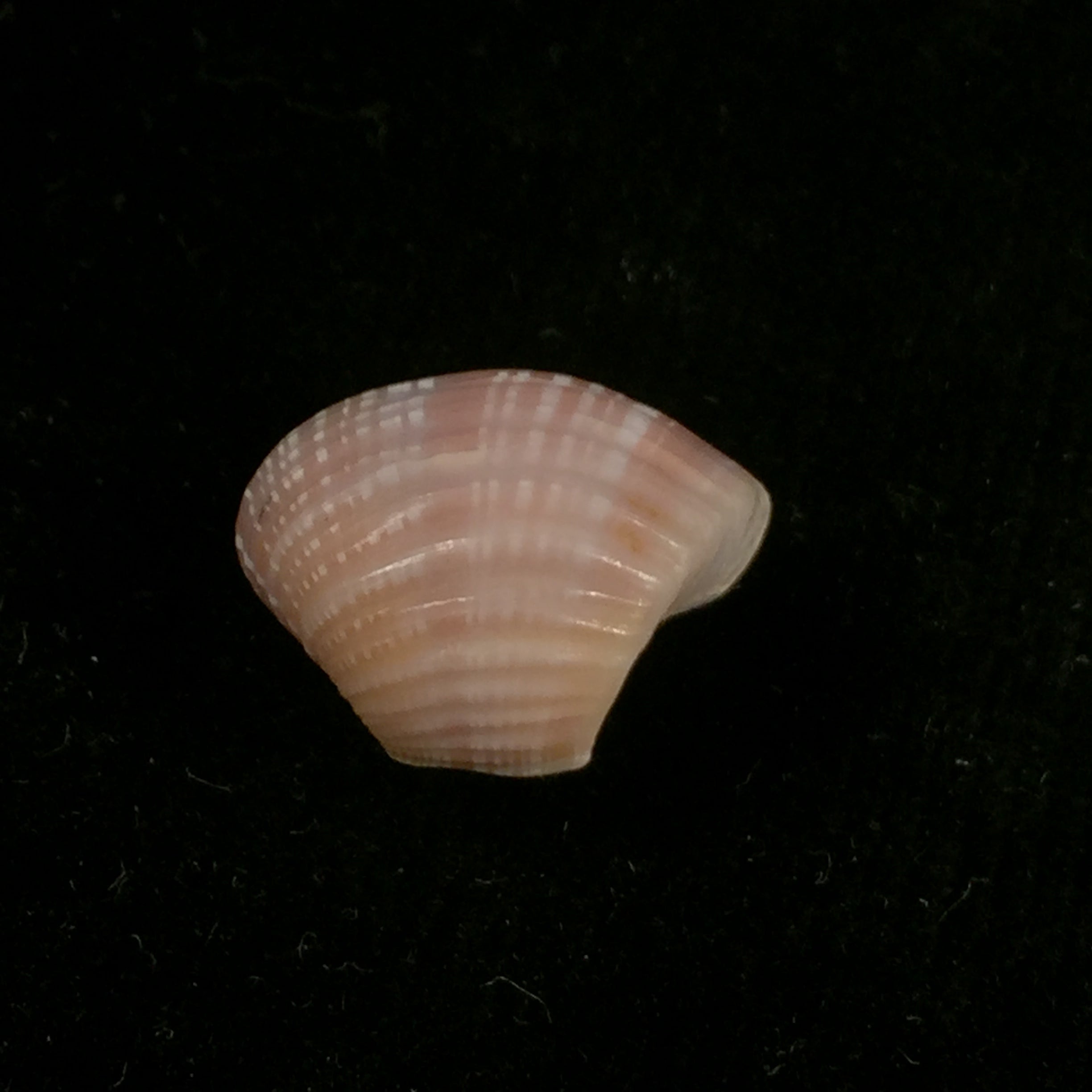 Corbula spiosa Reeve, 1843 - 19,3mm