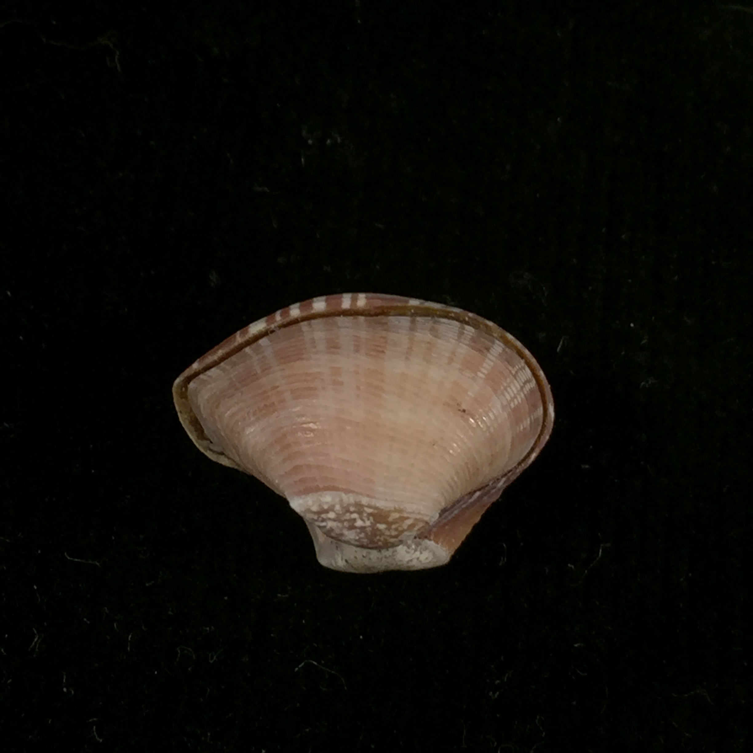 Corbula spiosa Reeve, 1843 - 19,3mm