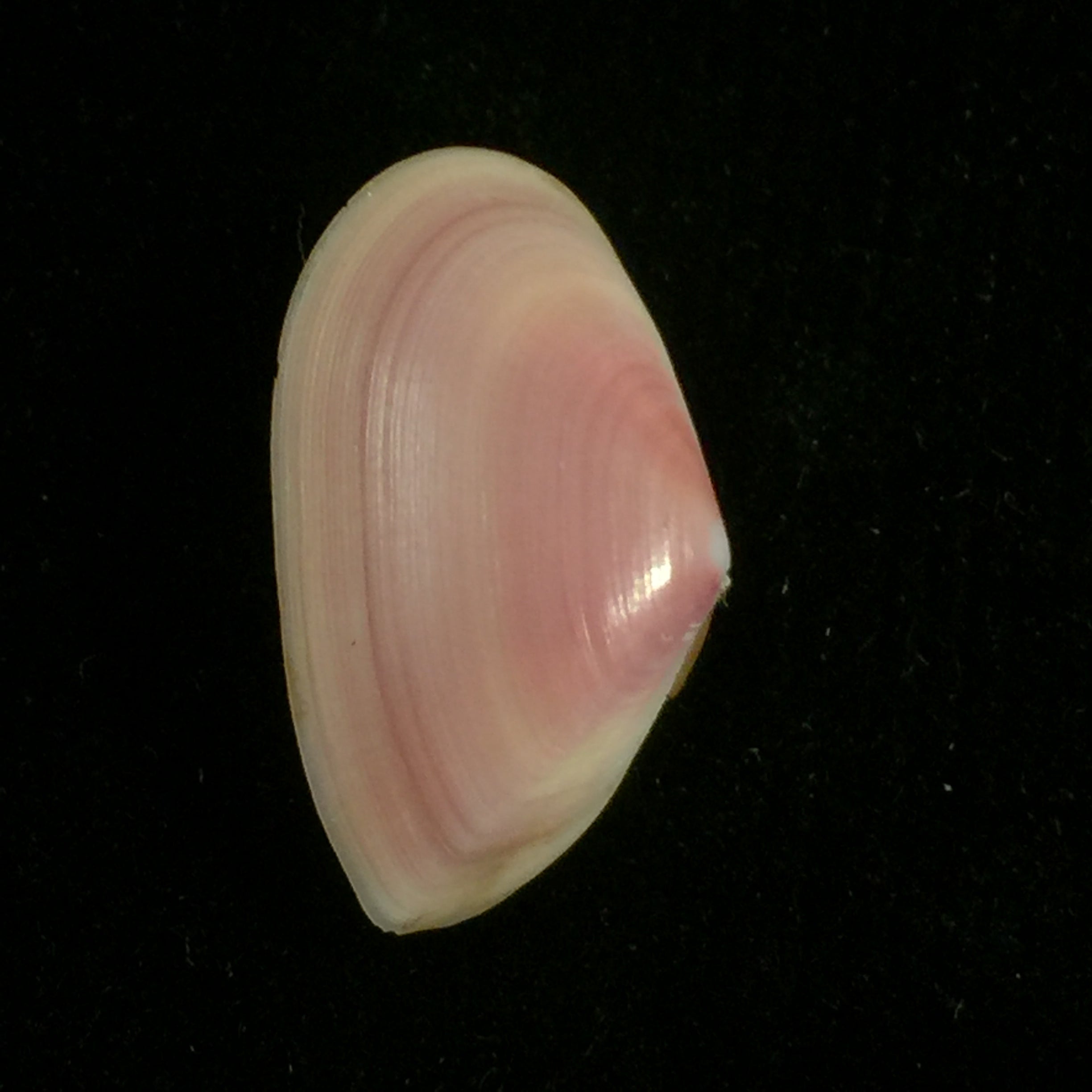 Tellina mantaensis Pilsbry & Olsson, 1943 - 26,4mm