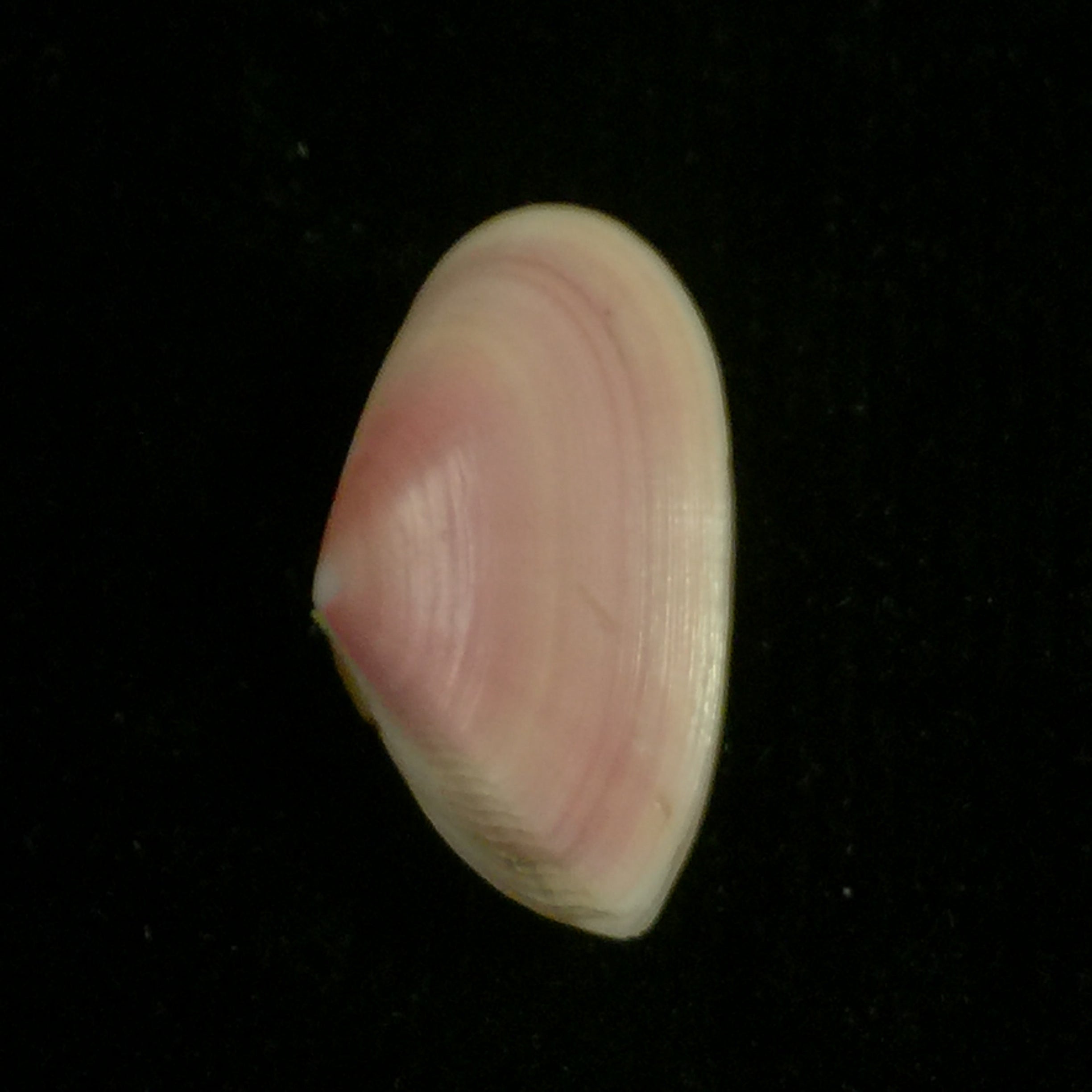 Tellina mantaensis Pilsbry & Olsson, 1943 - 26,4mm