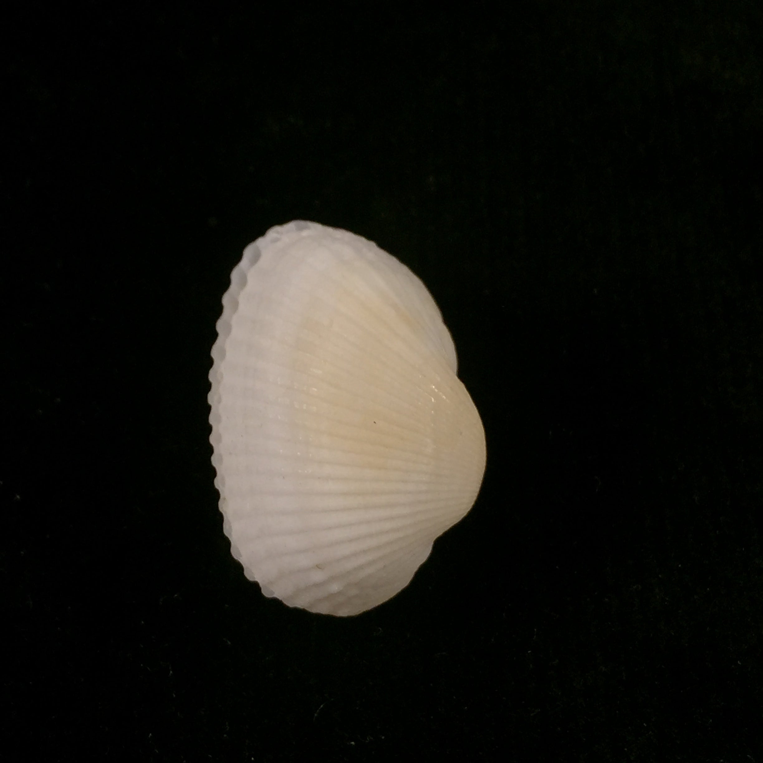 Anadara transversa (Say, 1822) - 26,9mm