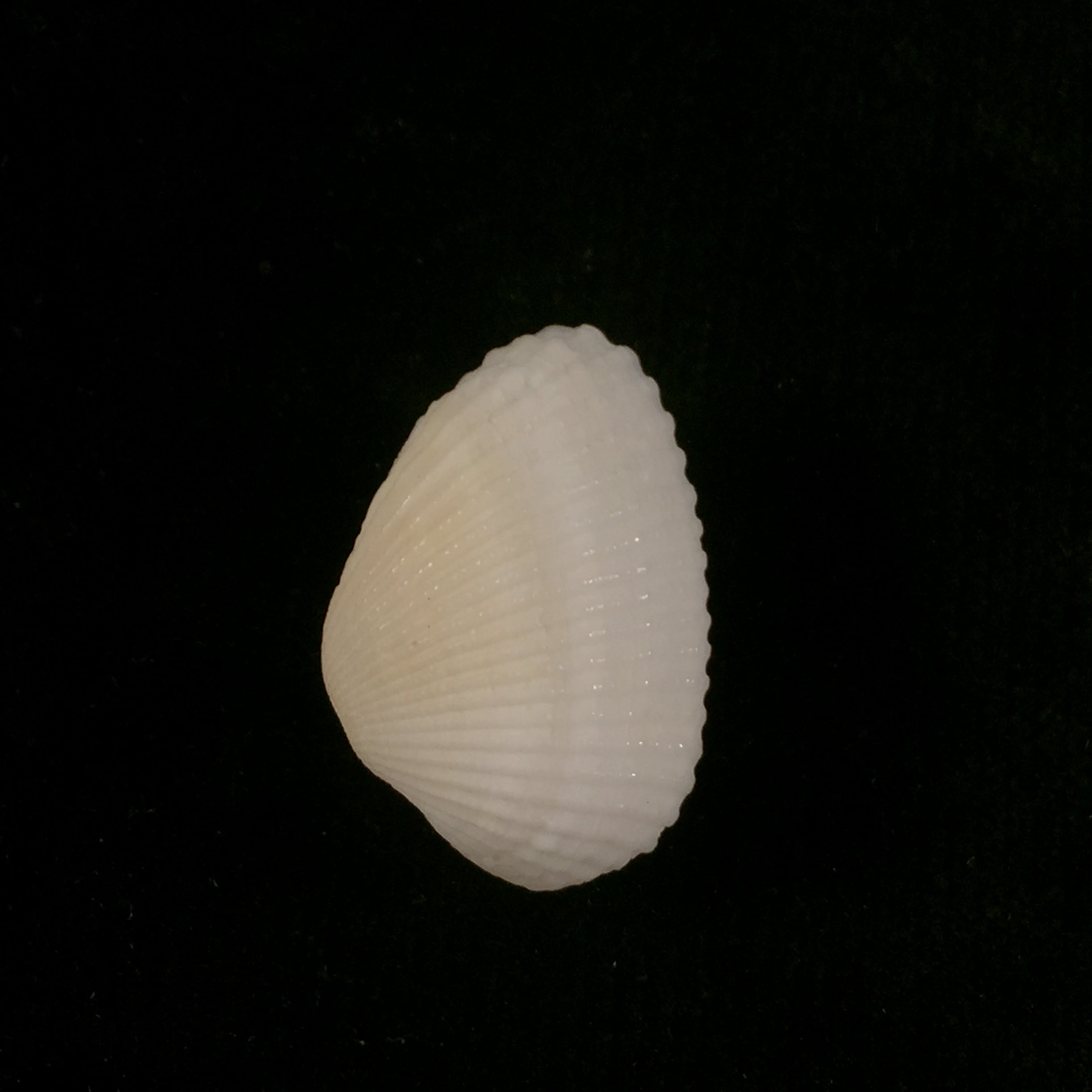 Anadara transversa (Say, 1822) - 26,9mm