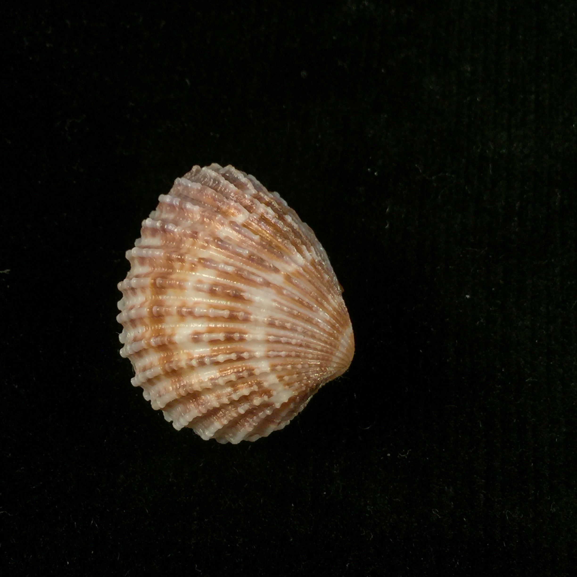 Cardiocardita 半开 (Bruguière, 1792) - 25,7mm