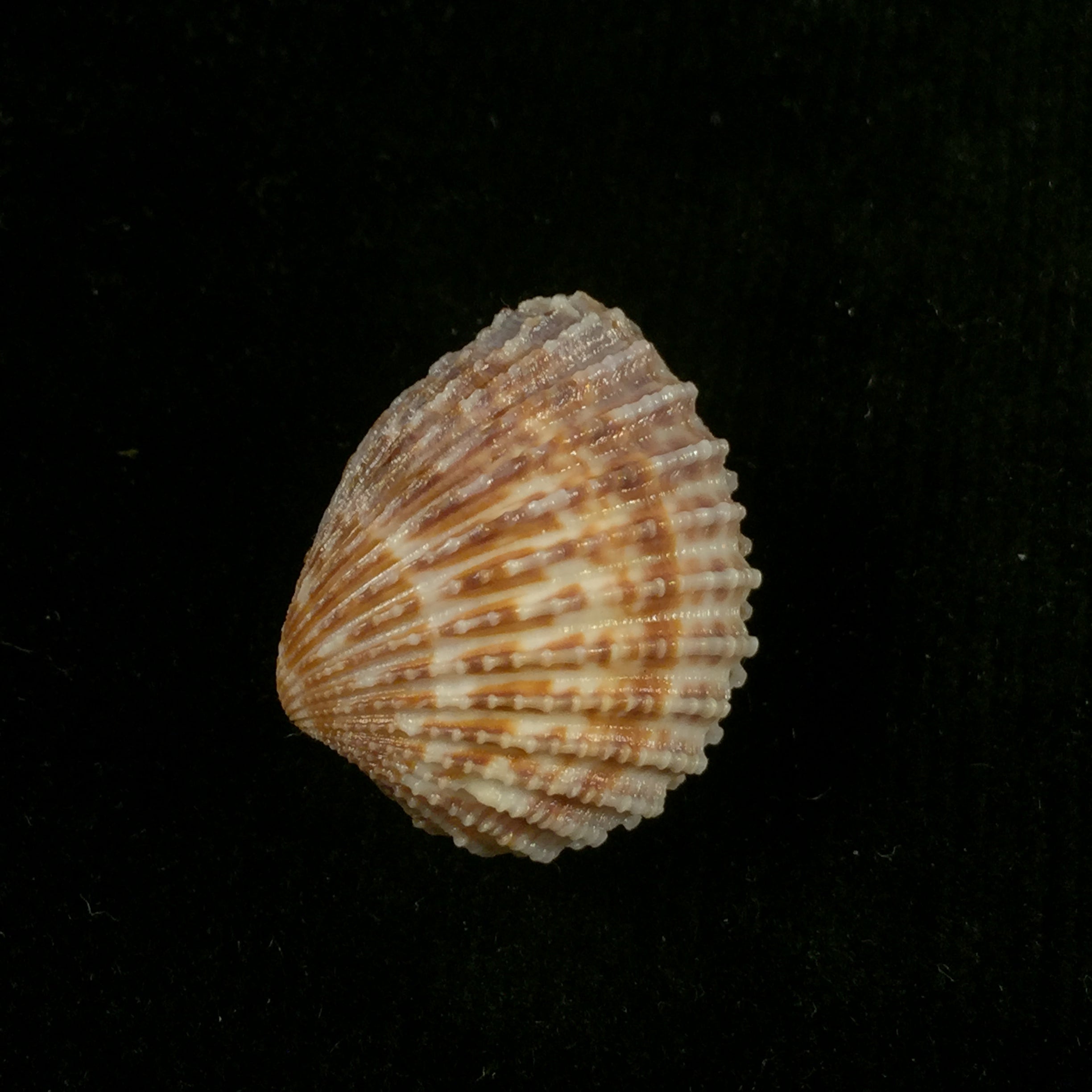 Cardiocardita 半开 (Bruguière, 1792) - 25,7mm
