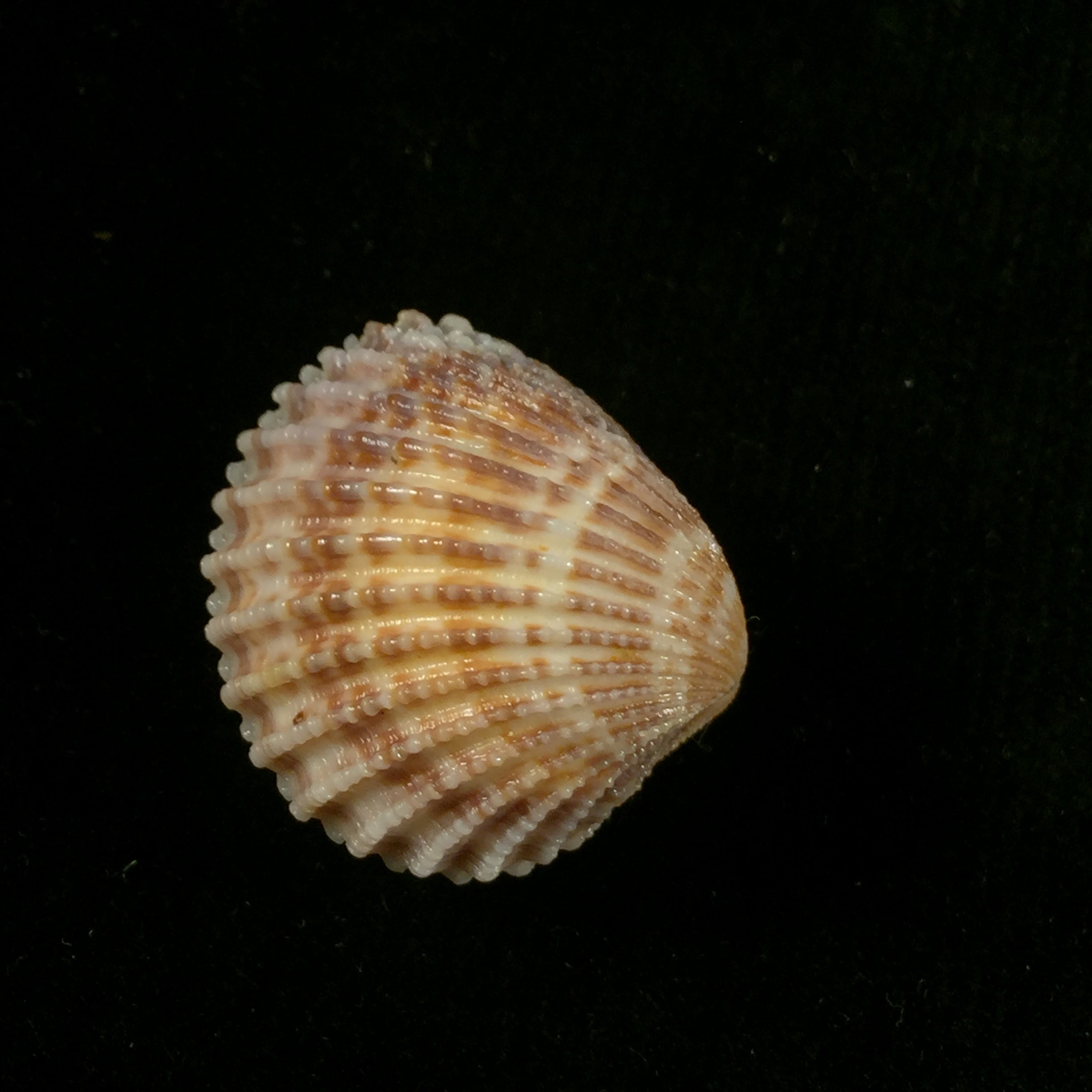 Cardiocardita 半开 (Bruguière, 1792) - 27,6mm