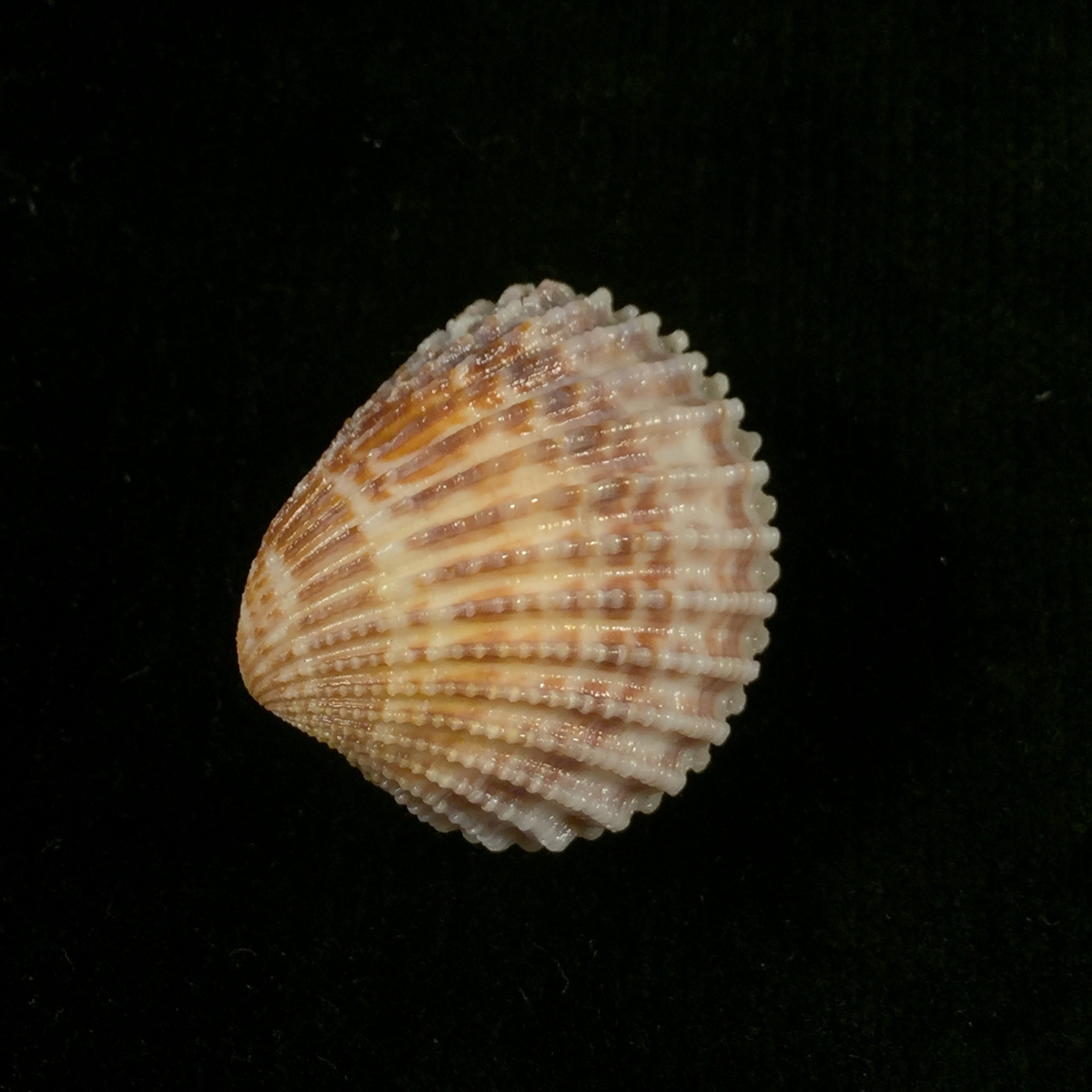 Cardiocardita 半开 (Bruguière, 1792) - 27,6mm