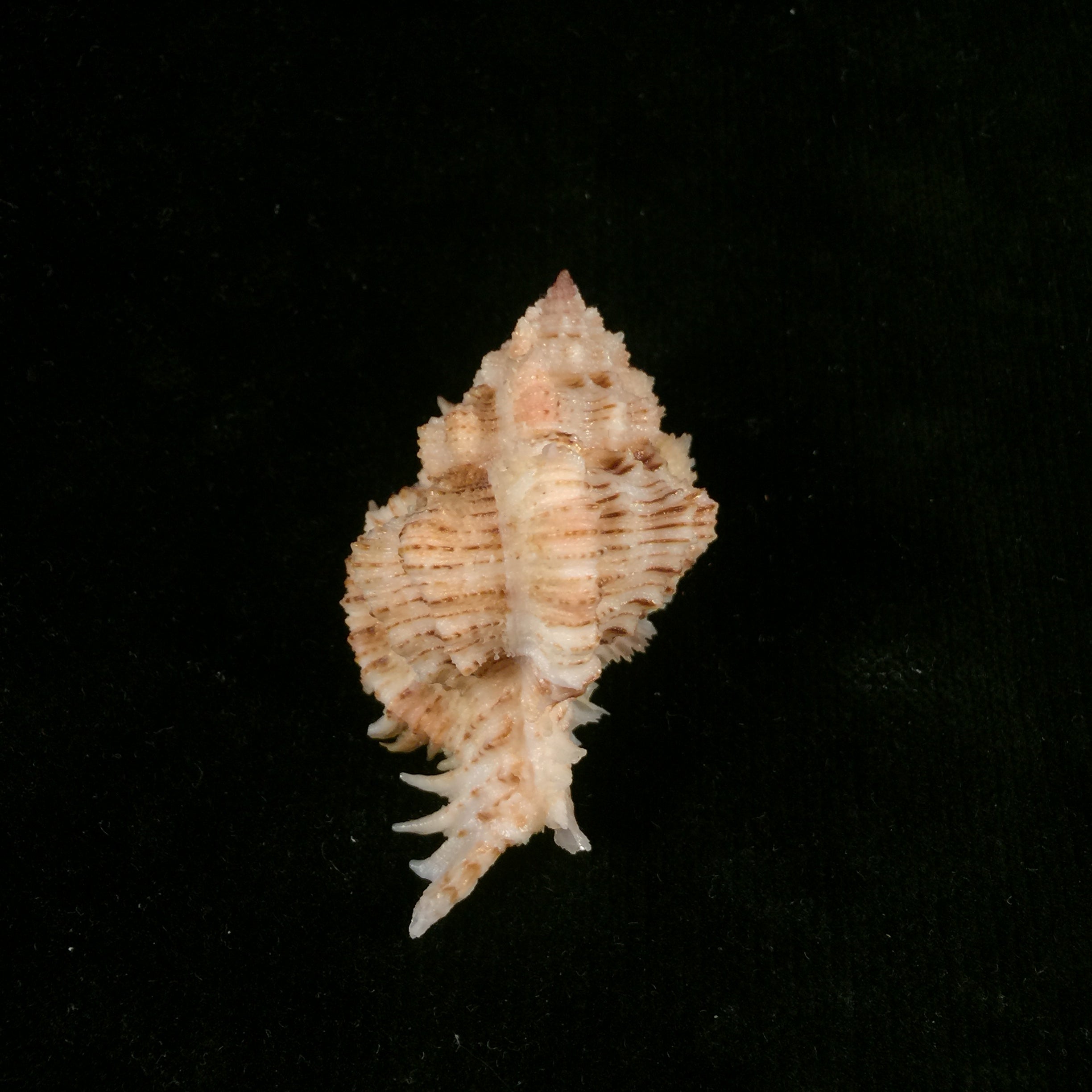 Chicoreus superbus Problemus (Lan, 1981) - 53,8mm
