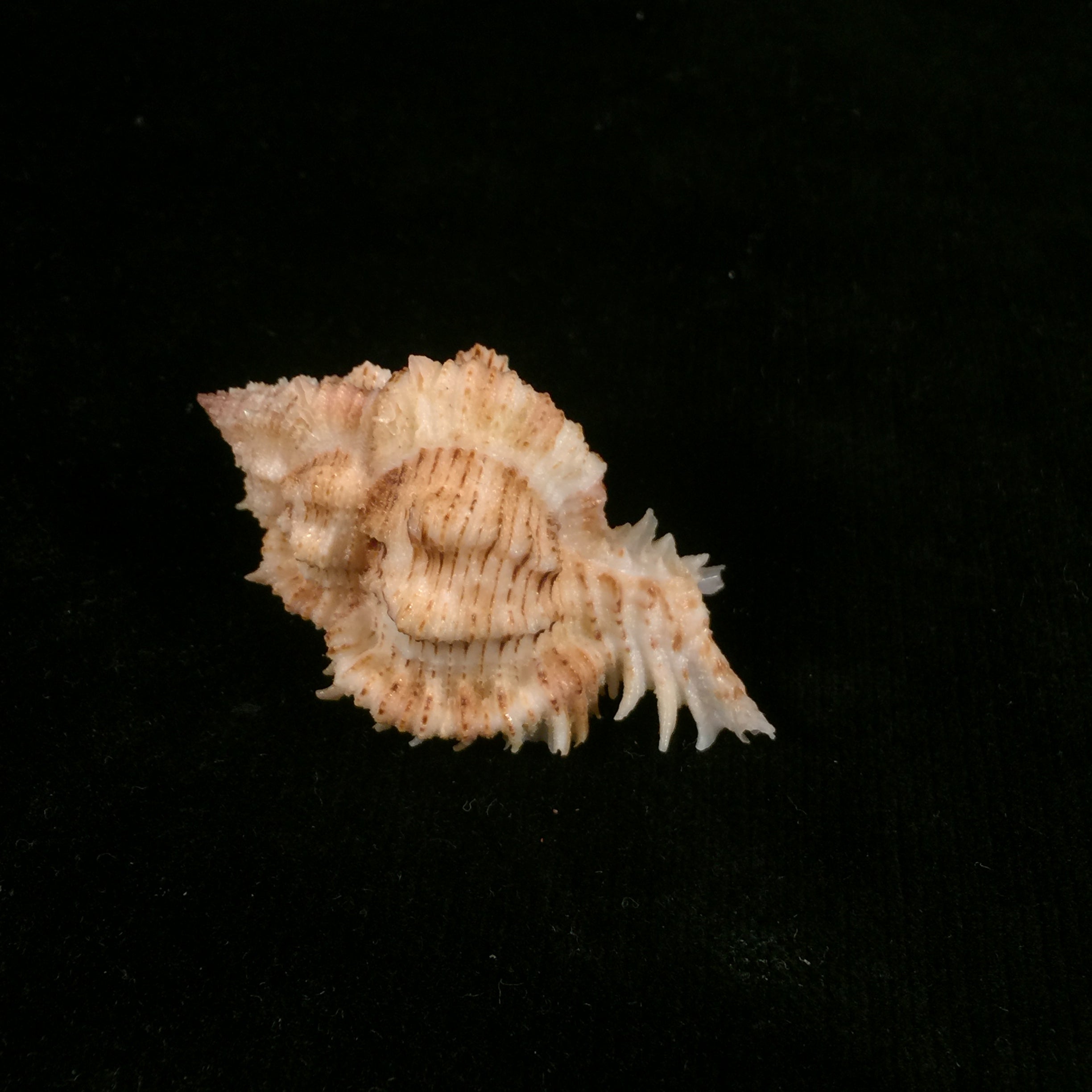 Chicoreus superbus Problemus (Lan, 1981) - 53,8mm