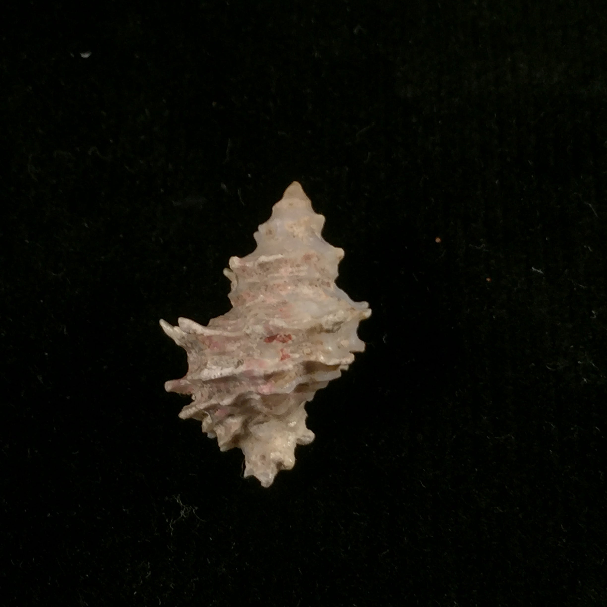 Babelomurex bernardi (K. Nicolay, 1984) - 20,9mm